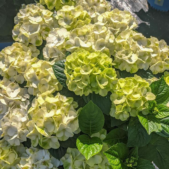 Hydrangea Bloomin' Easy® Grin and Tonic™ Potted Bigleaf Hydrangea Bush