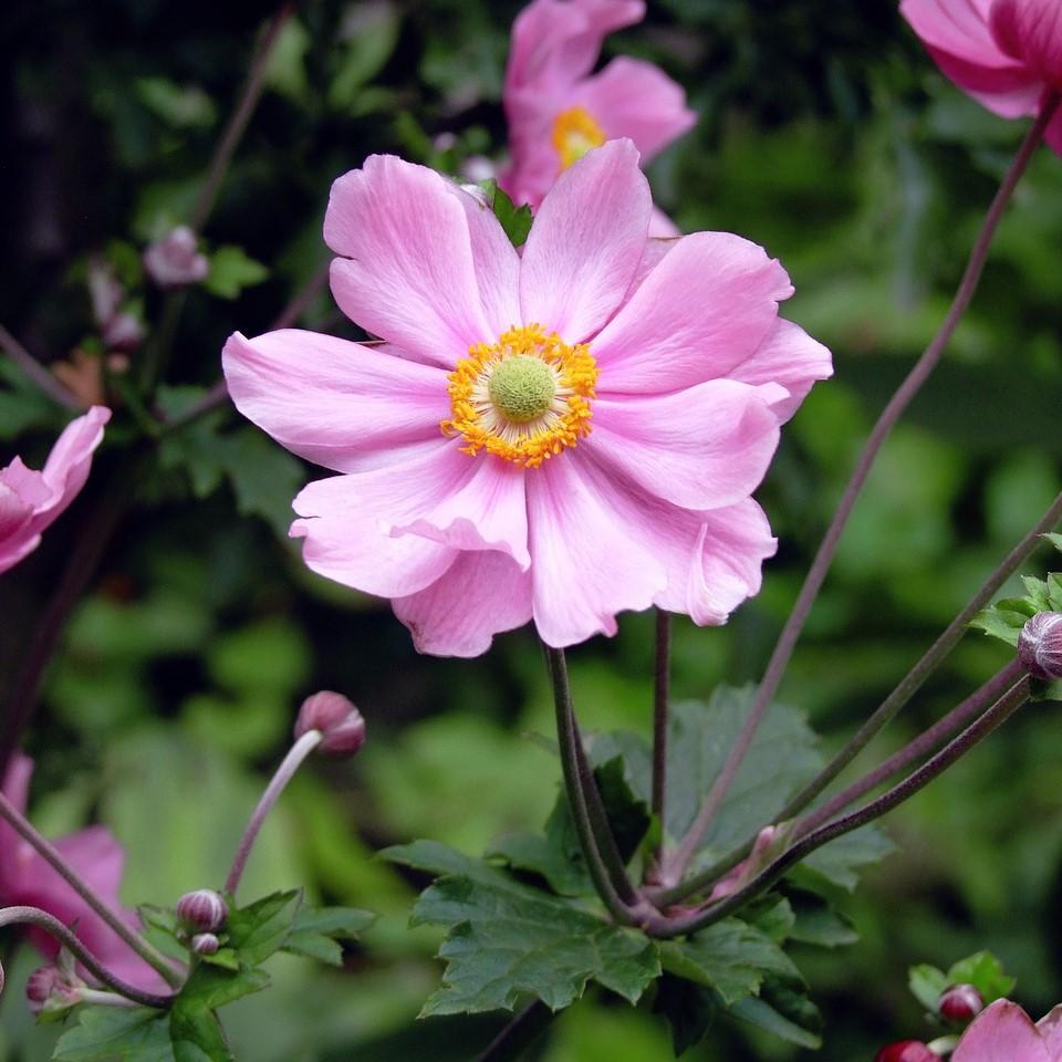 anemone succulent Anemone, Fantasy Pocahontas Anemone