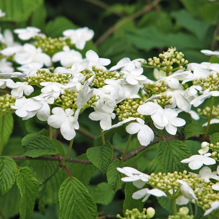 Viburnum 'Shasta' Potted Doublefile Viburnum Bush