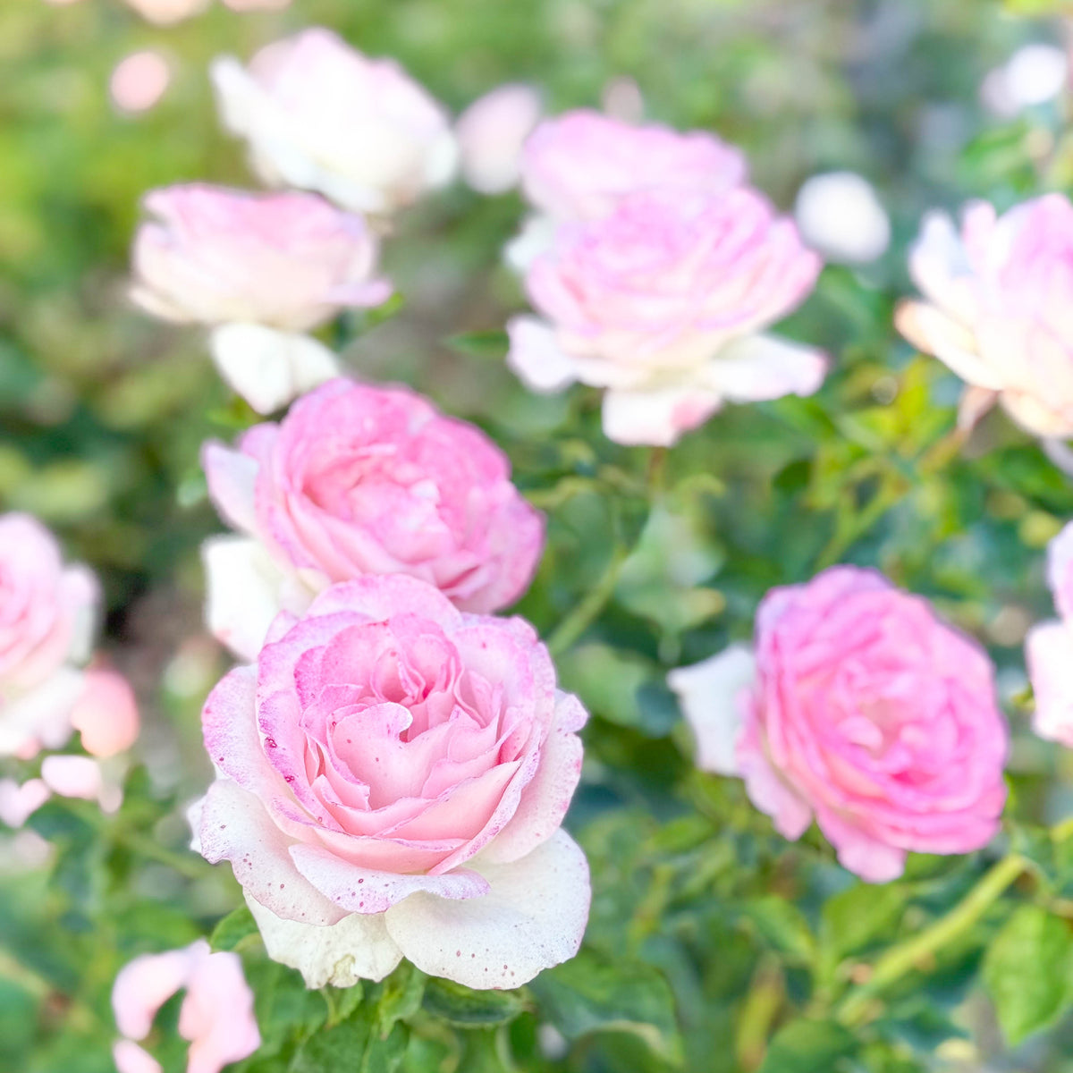 Painted Porcelain™ Bare Root Tree Rose