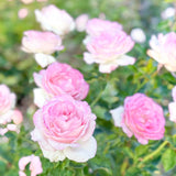 Painted Porcelain™ Bare Root Rose Bush