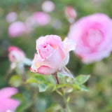 Painted Porcelain™ Bare Root Tree Rose