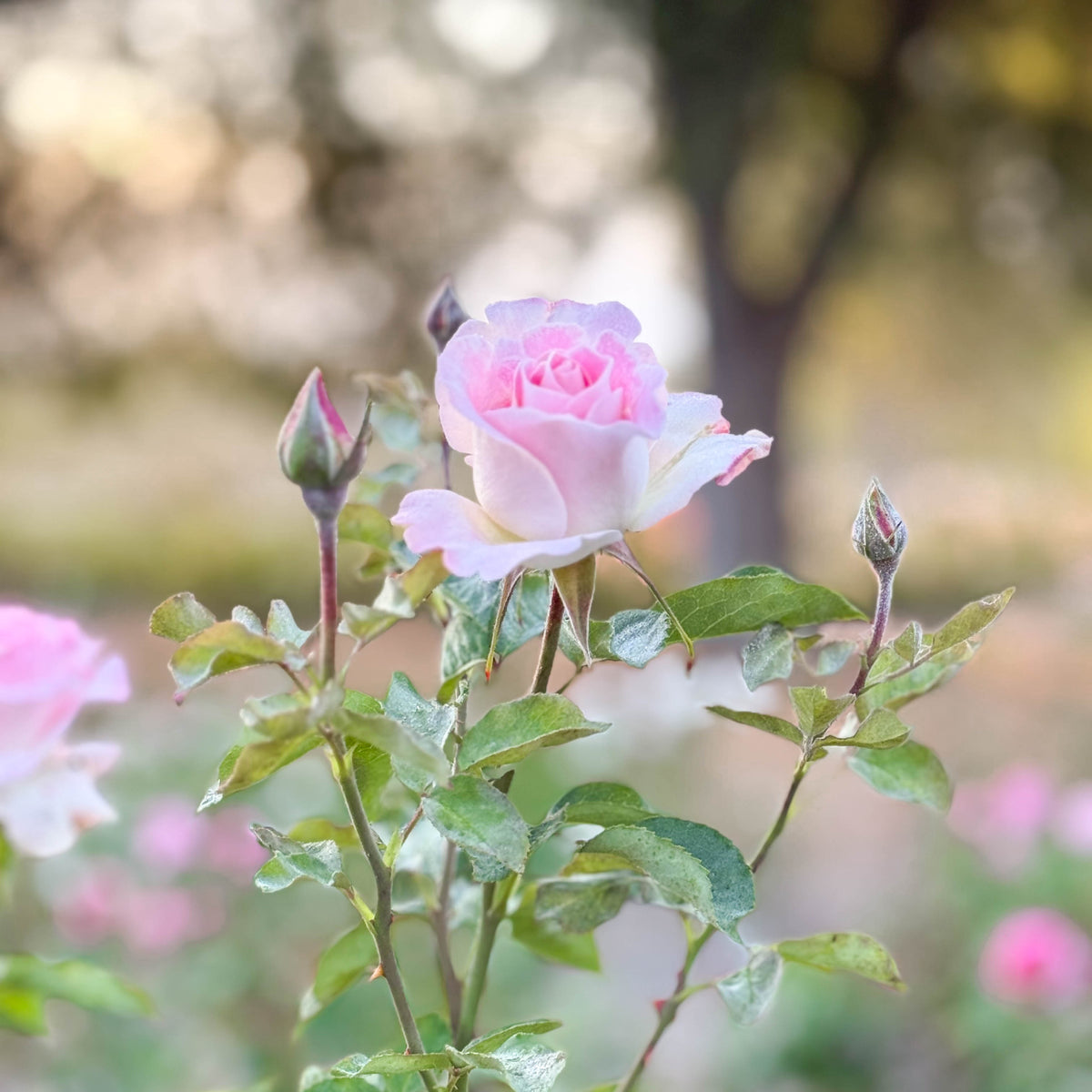 Painted Porcelain™ Bare Root Tree Rose