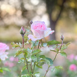 Painted Porcelain™ Bare Root Tree Rose