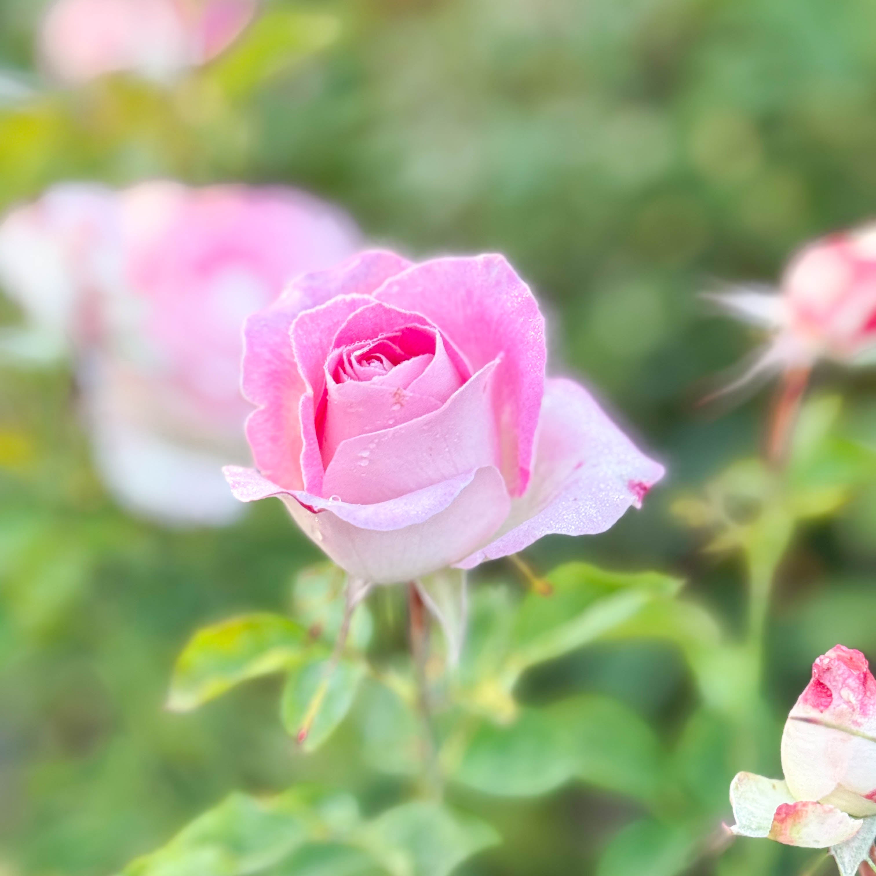 Painted Porcelain™ Potted Rose Bush