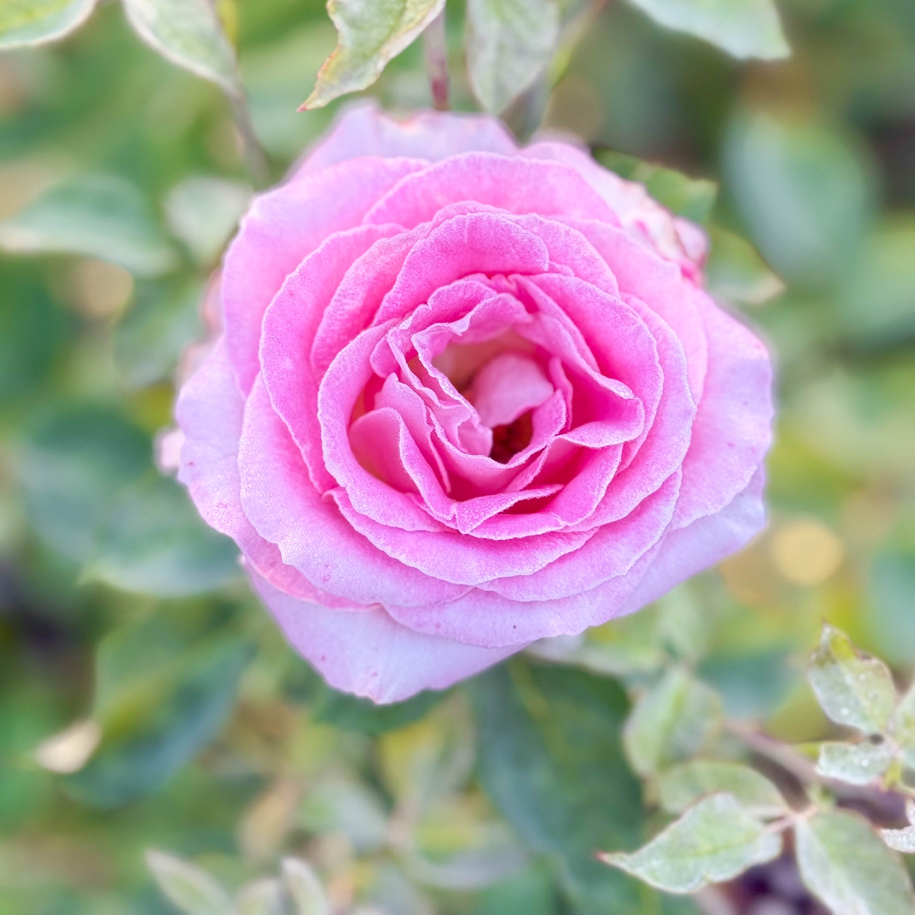 Painted Porcelain™ Potted Rose Bush