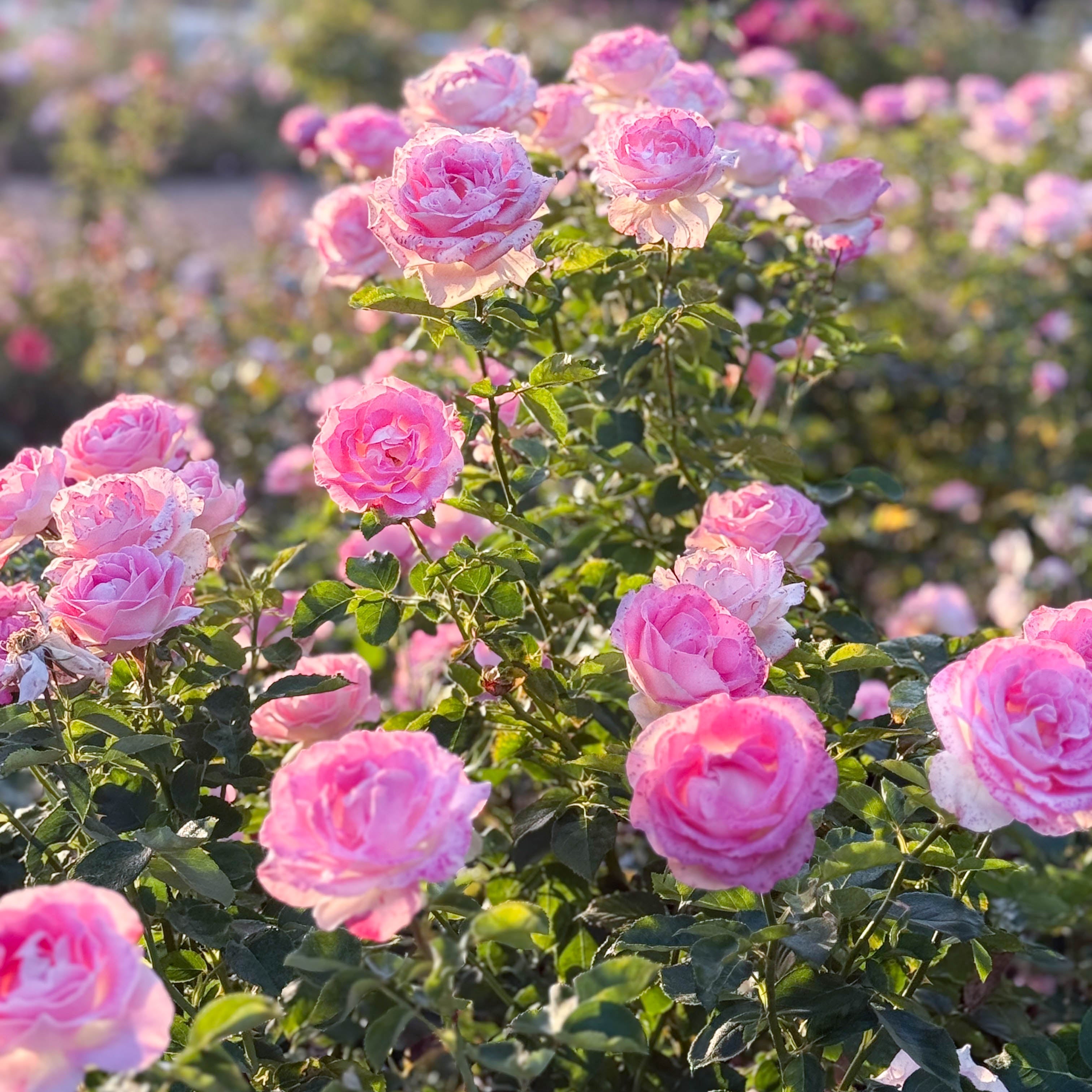 Painted Porcelain™ Potted Tree Rose
