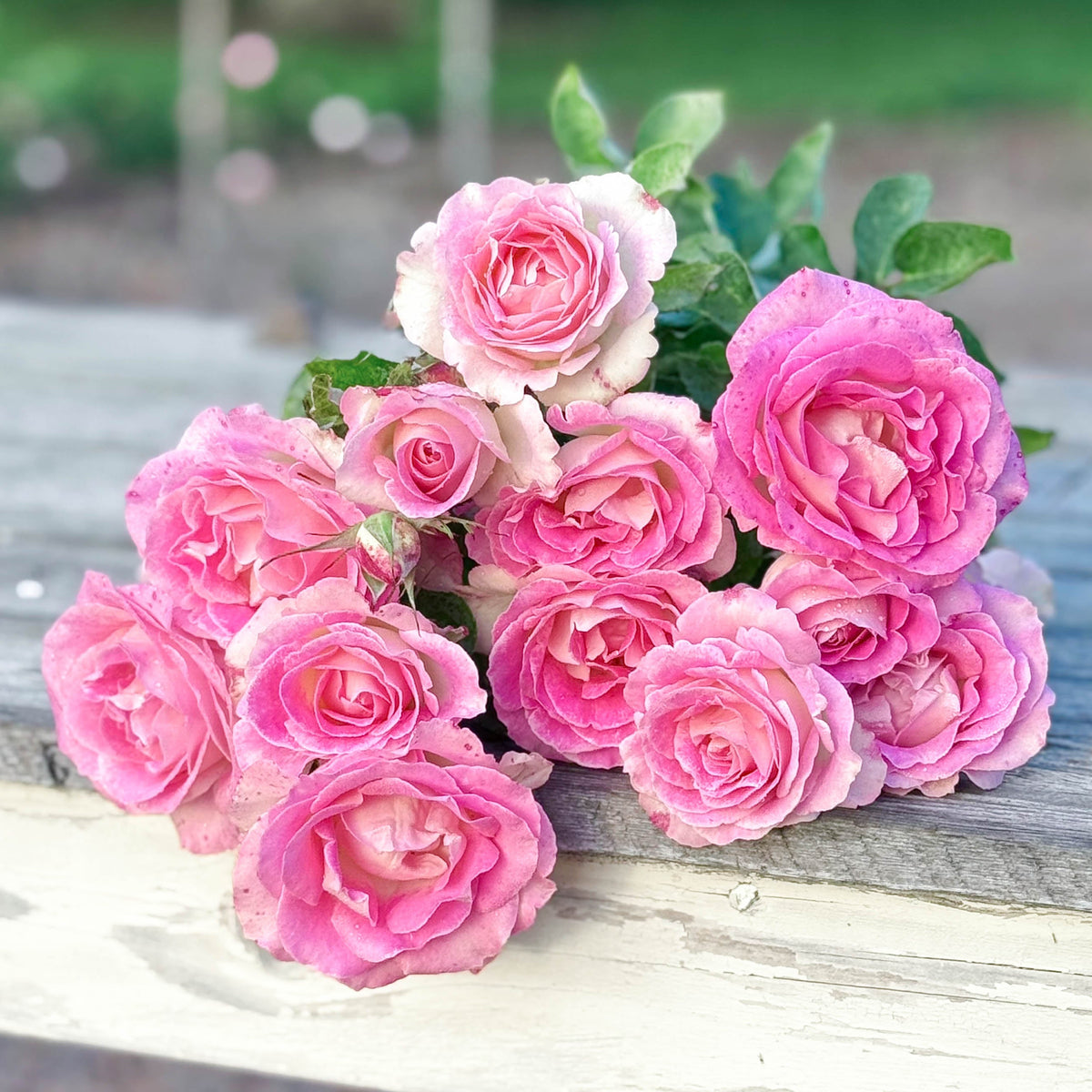 Painted Porcelain™ Bare Root Tree Rose