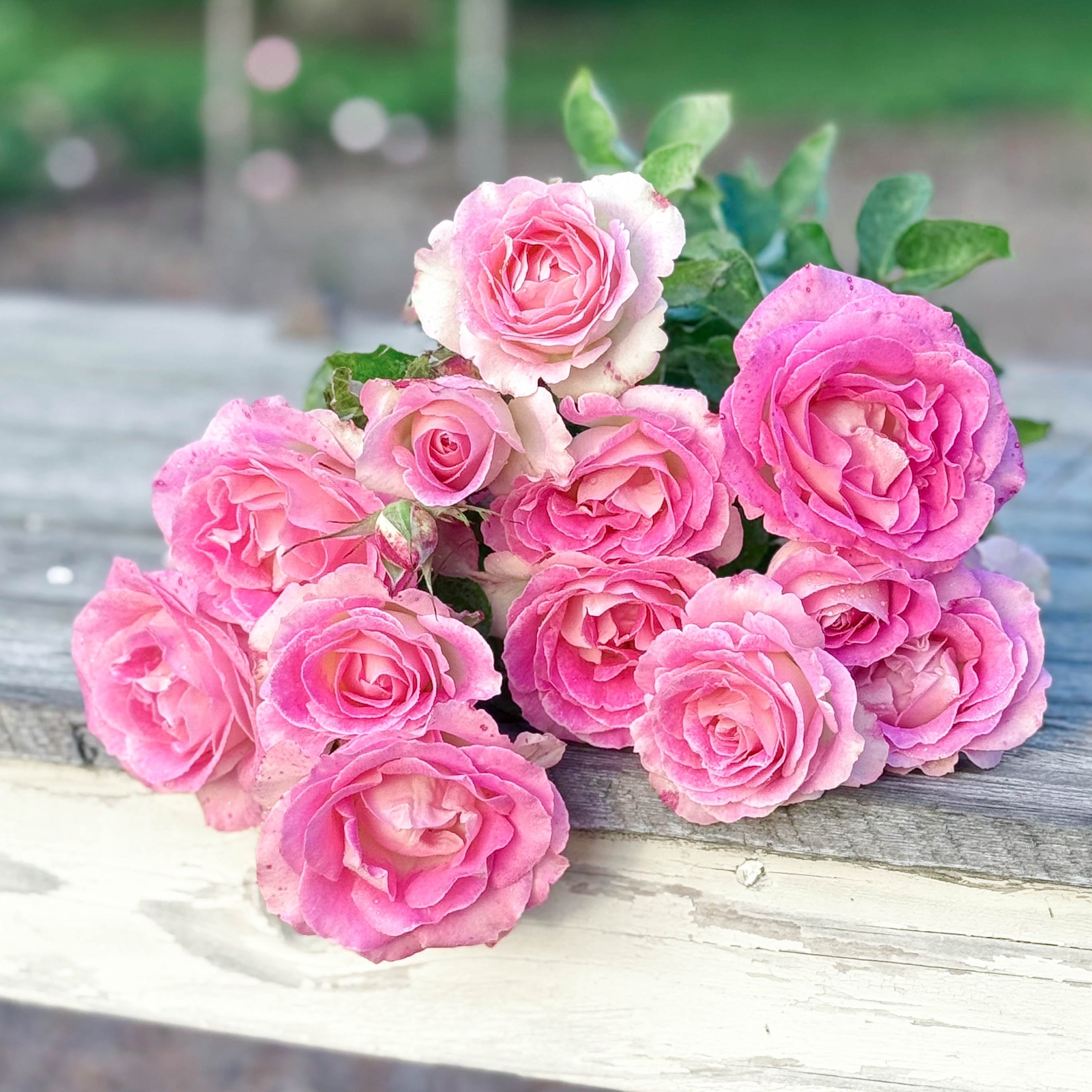 Painted Porcelain™ Potted Tree Rose