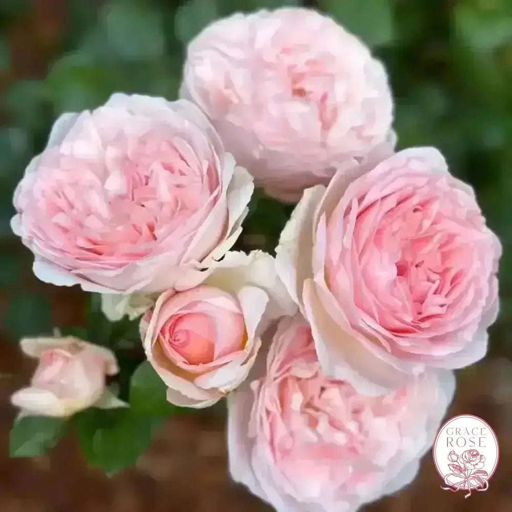 Seraphina 50K Celebration Box