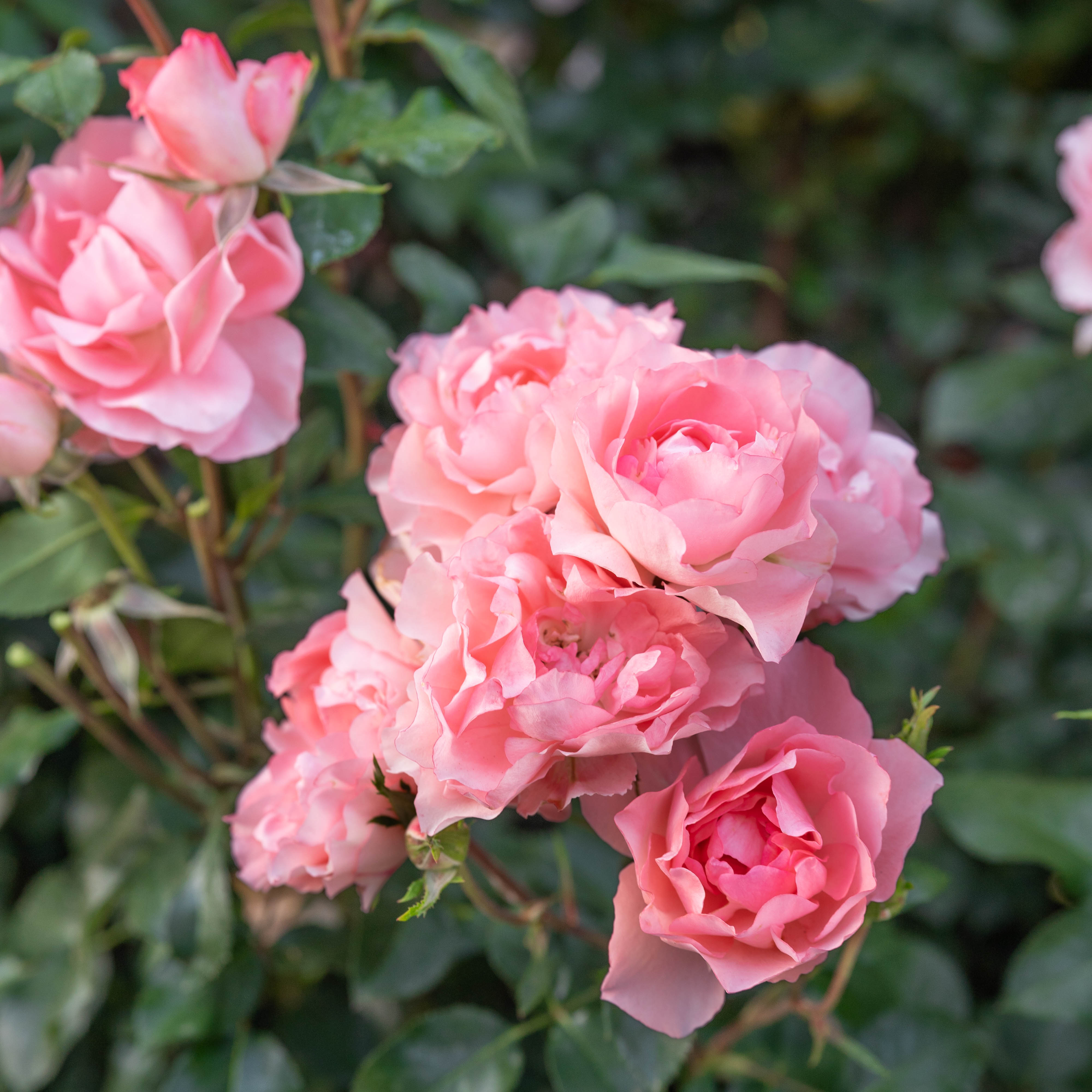 Passionate Kisses® Potted Rose Bush - Grace Rose Farm