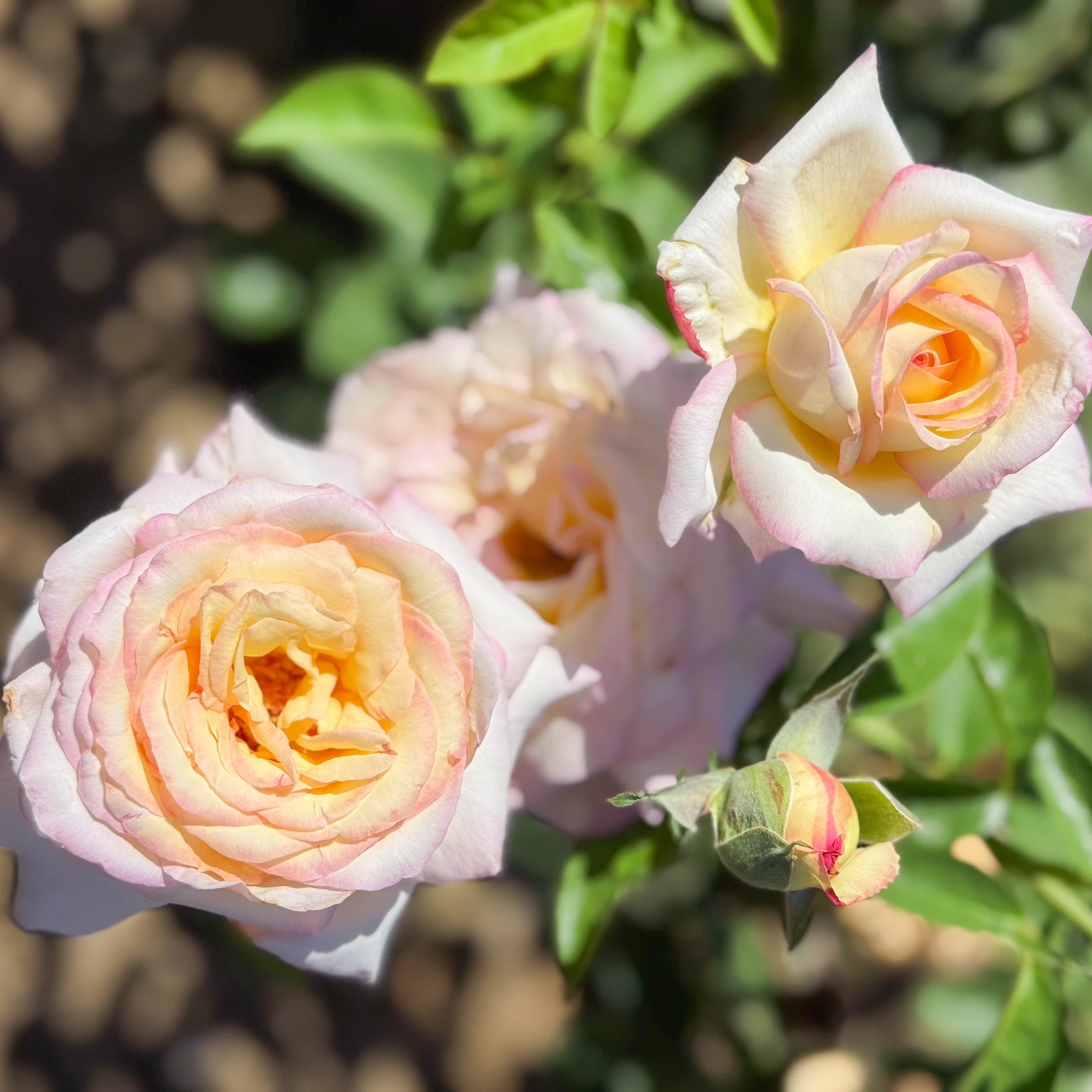 Peace Potted Rose Bush
