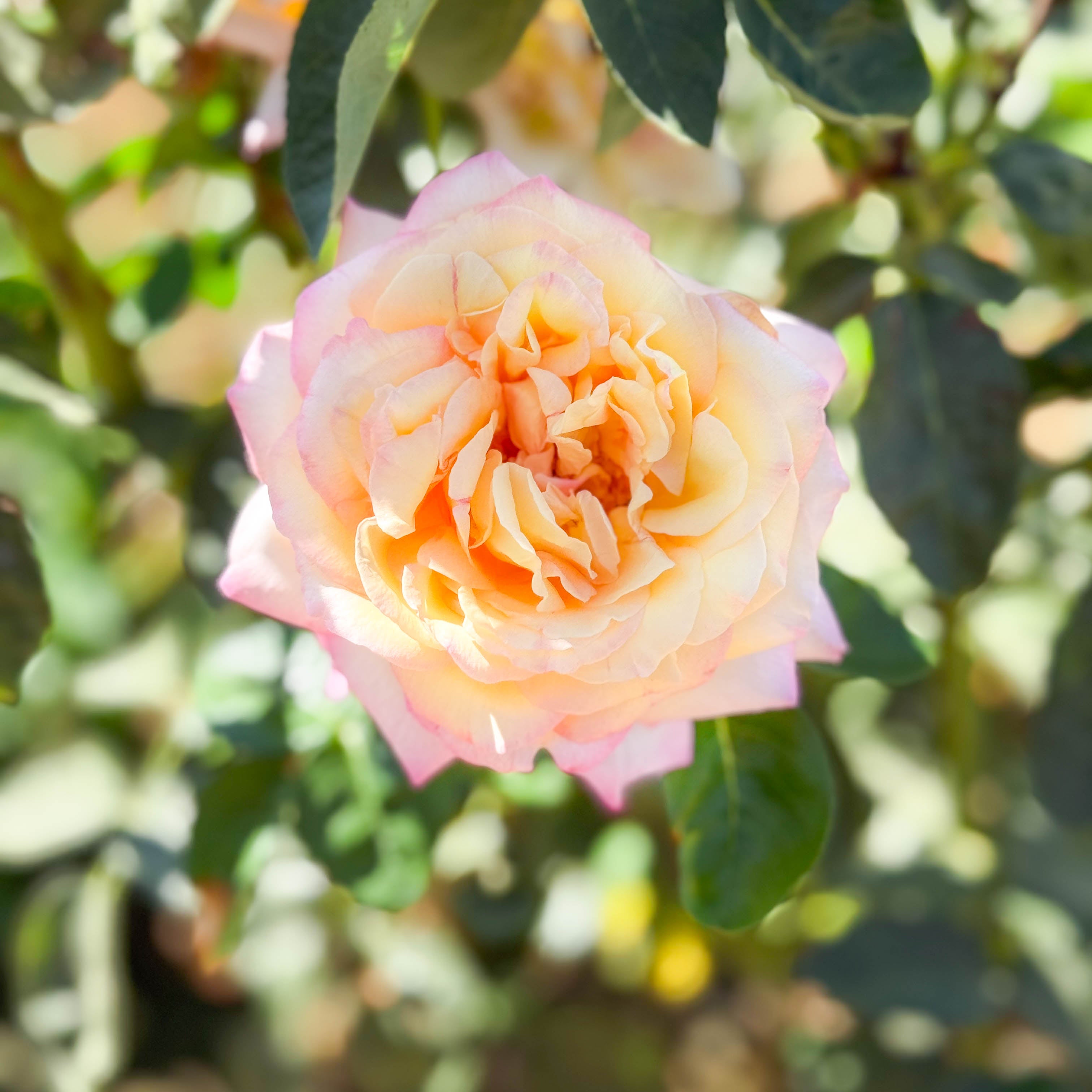 Peace Potted Rose Bush