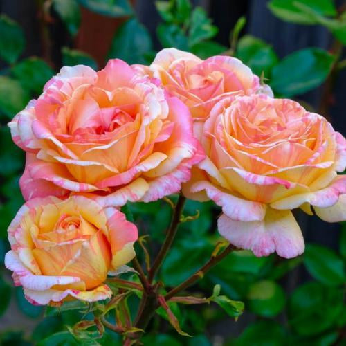 Peach Swirl™ Bare Root Rose Bush