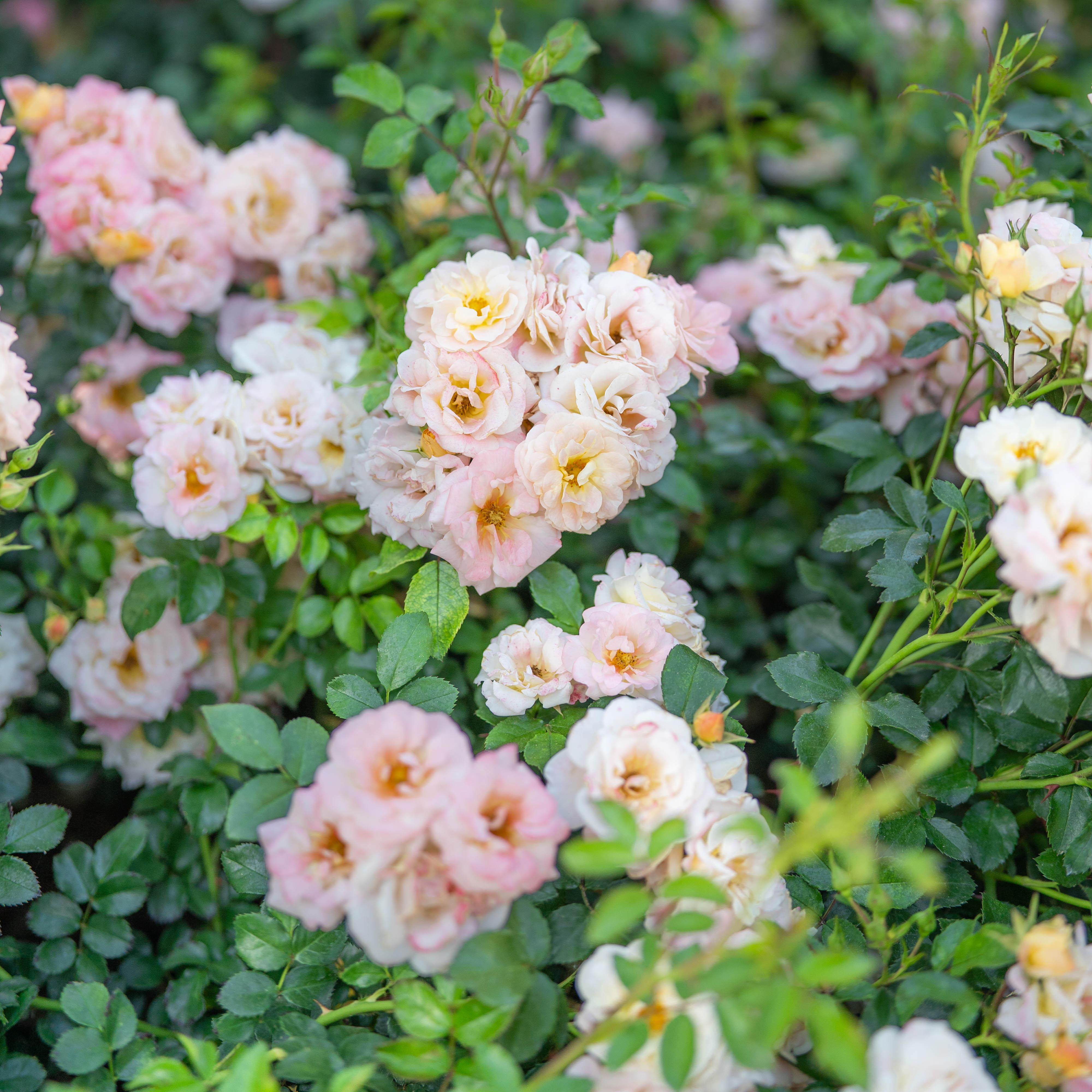 Faith Peach Garden Pod プリザーブドフラワー Peach Drift® Potted Rose Bush - Grace Rose Farm