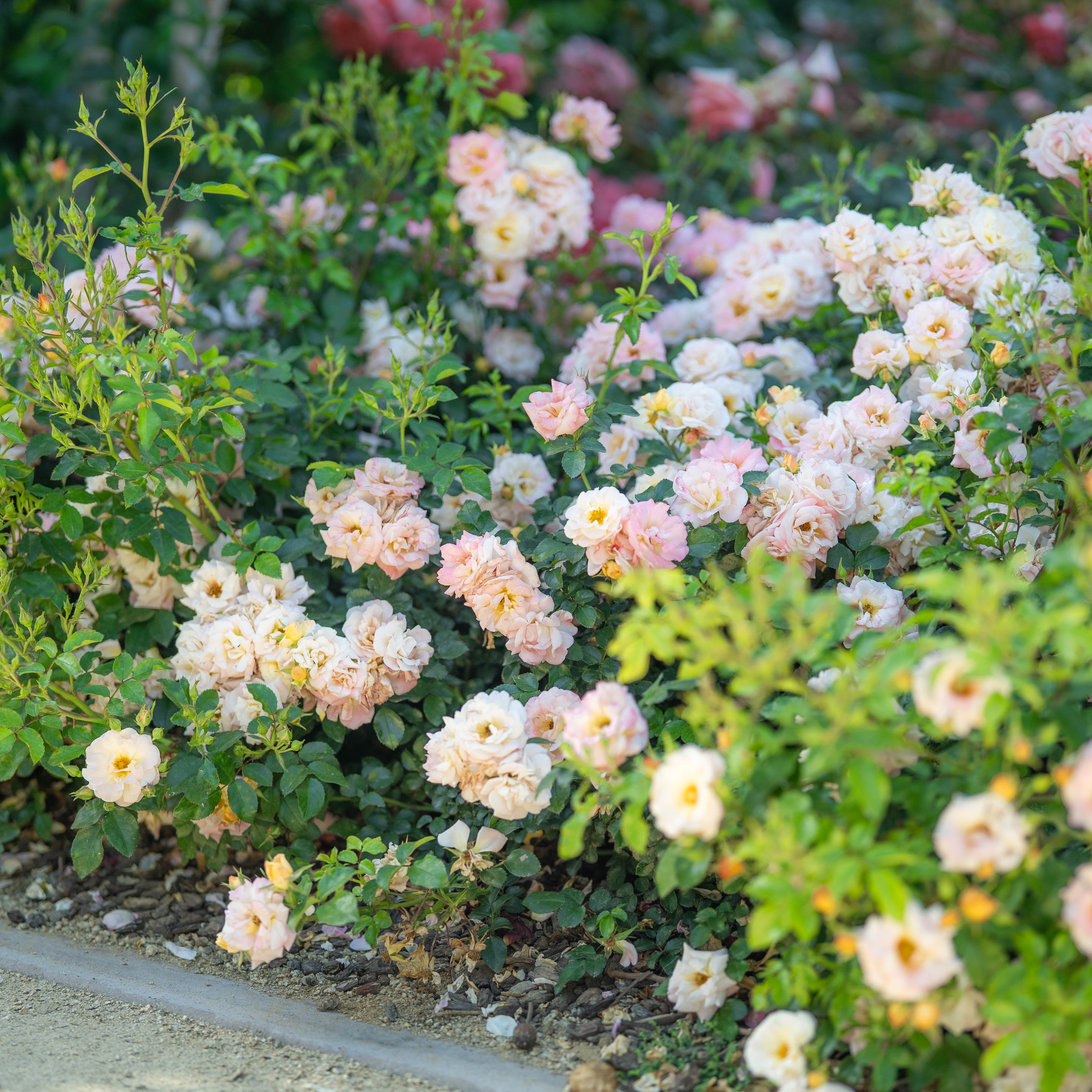 Peach Drift ® Potted Rose Bush
