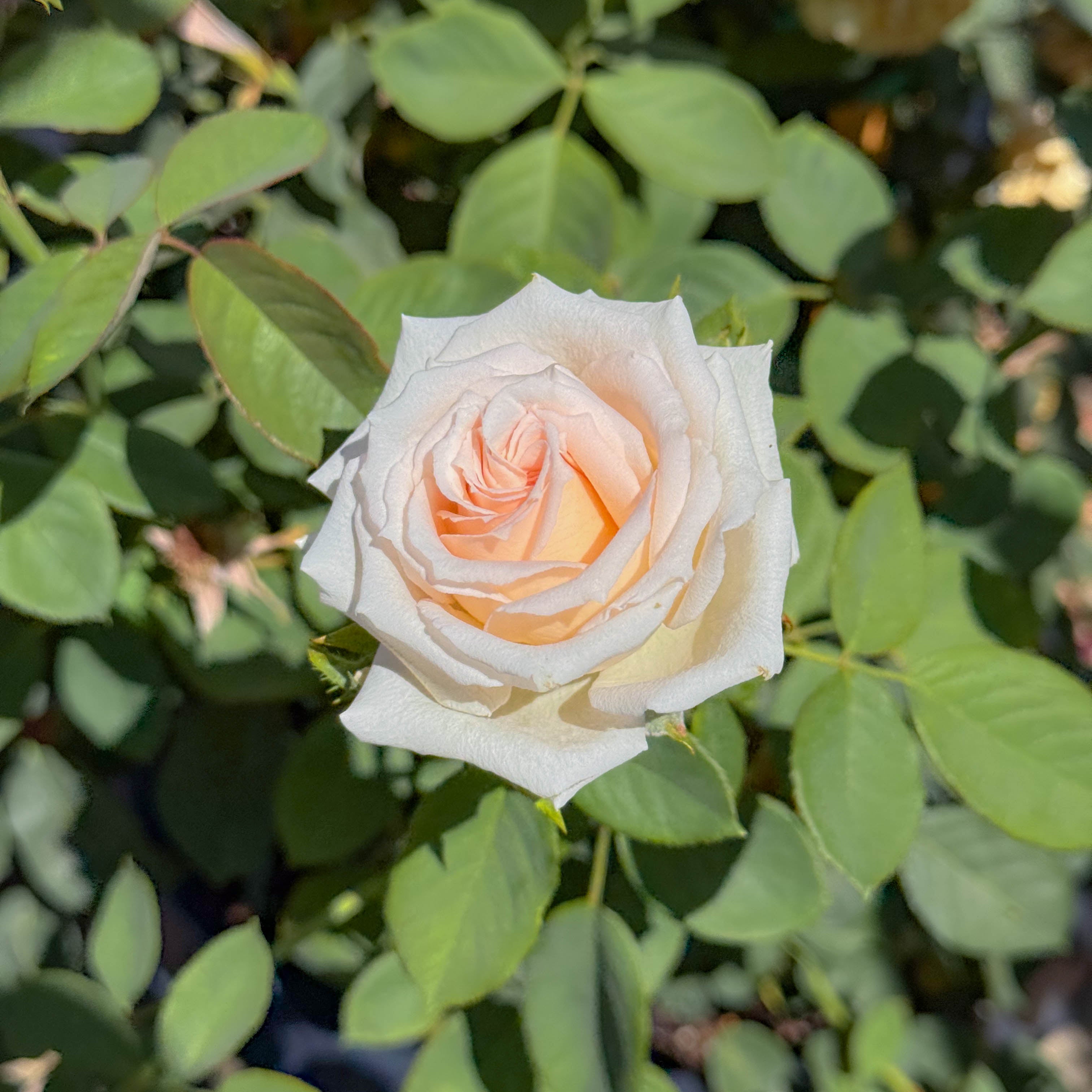 Pearly Gates Bare Root Climbing Rose
