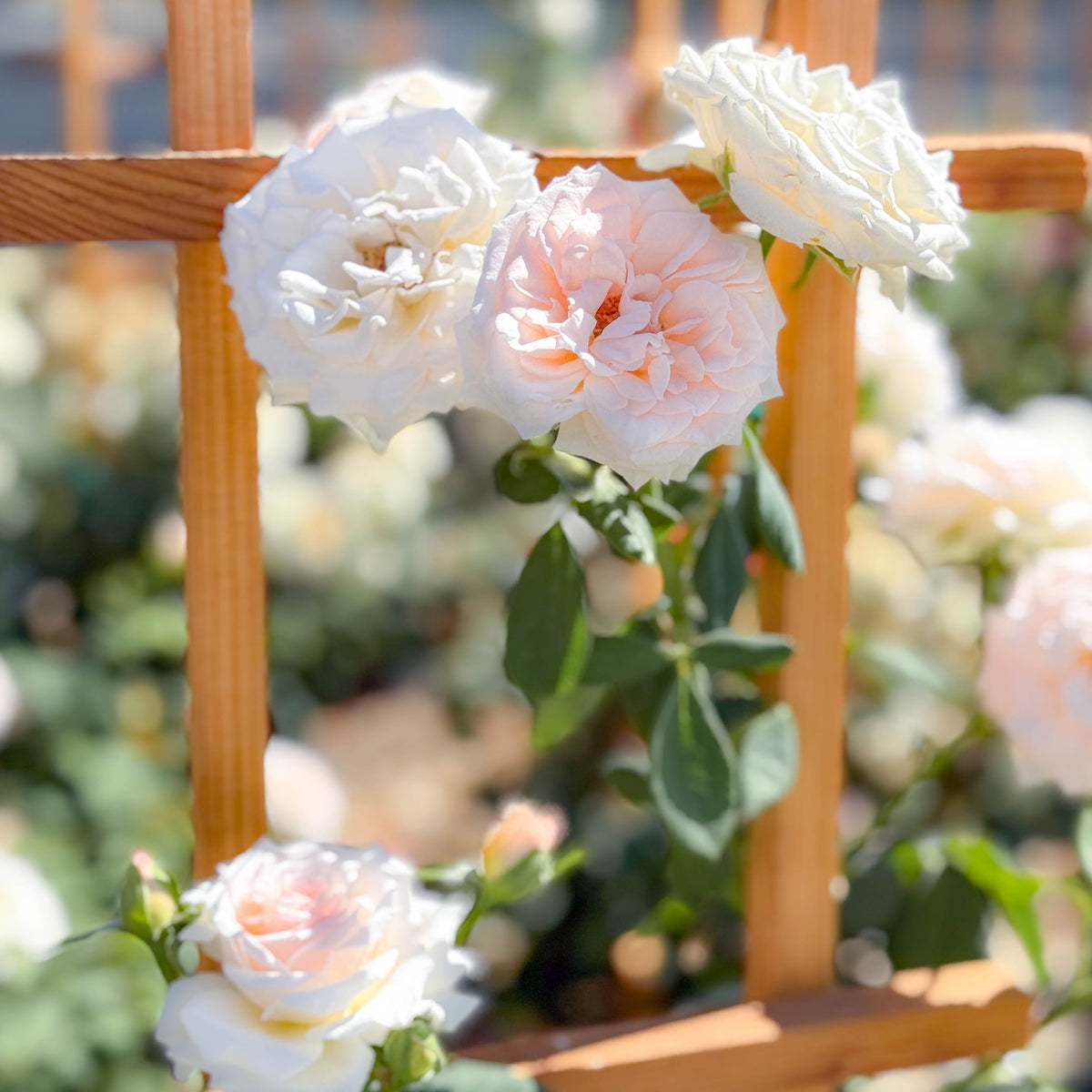 Pearly Gates™ Potted Climbing Rose