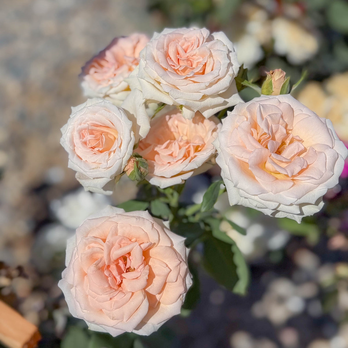 Pearly Gates™ Potted Climbing Rose