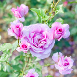 Perfume Factory™ Potted Tree Rose
