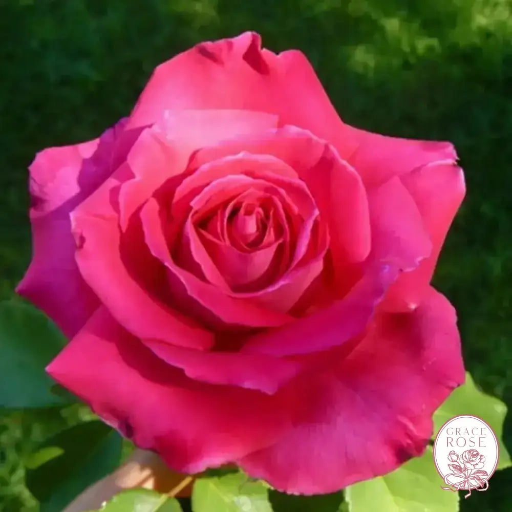 Peter Mayle™ Potted Rose Bush