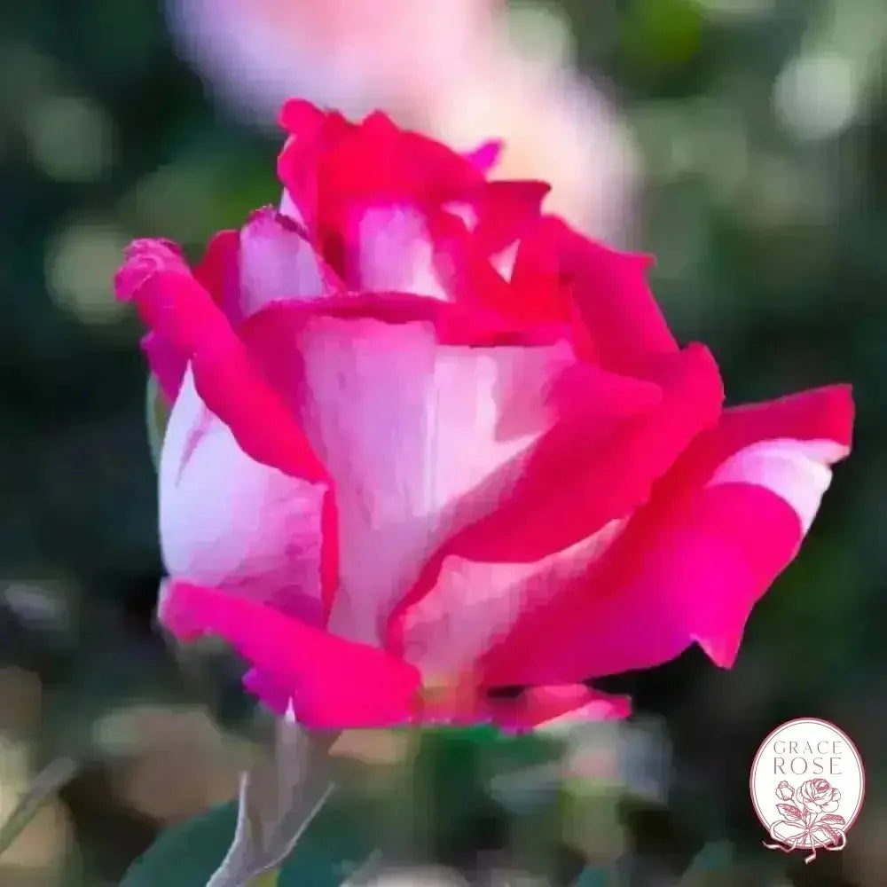 Picture Perfect™ Potted Tree Rose