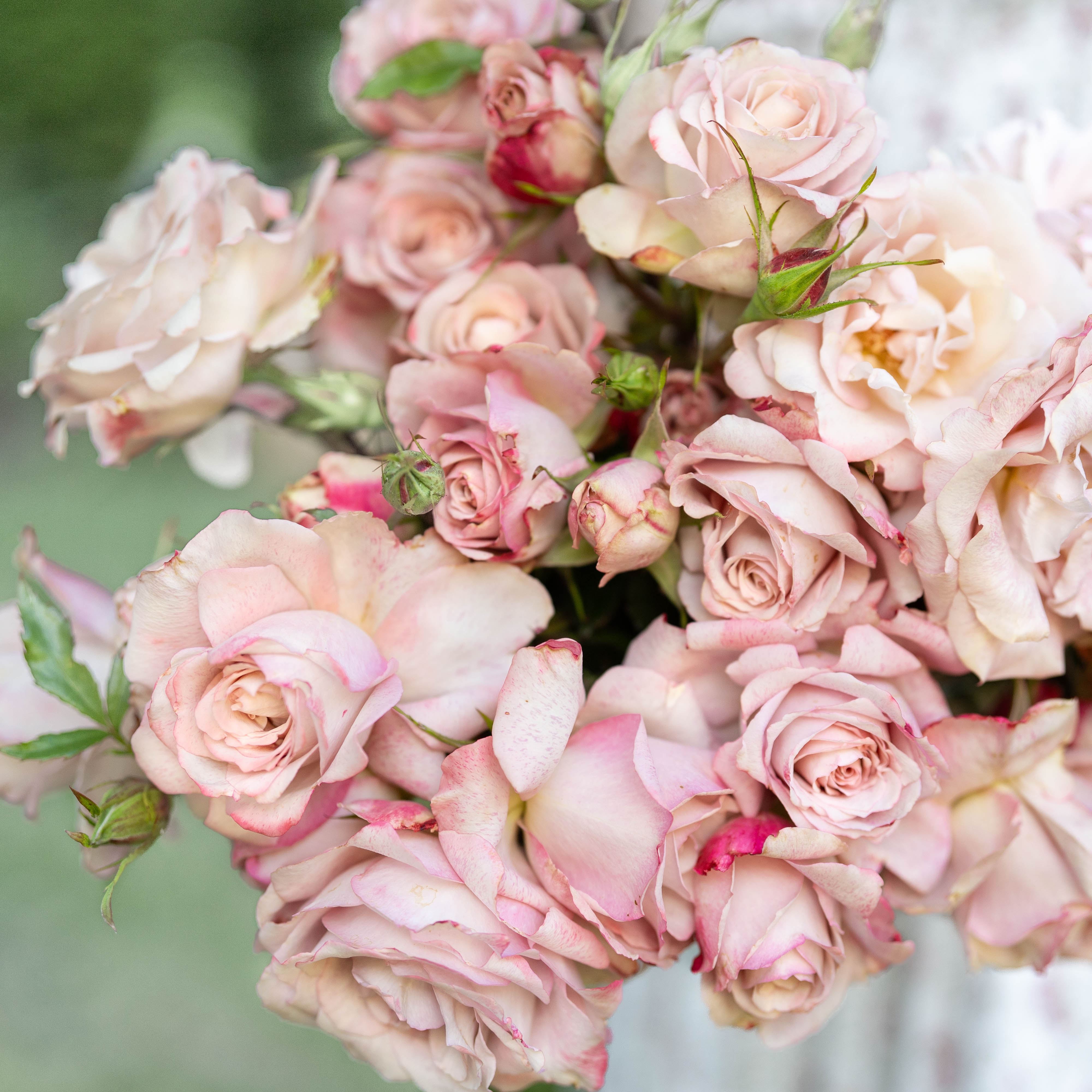 Pinkerbelle™ Bare Root Rose Bush