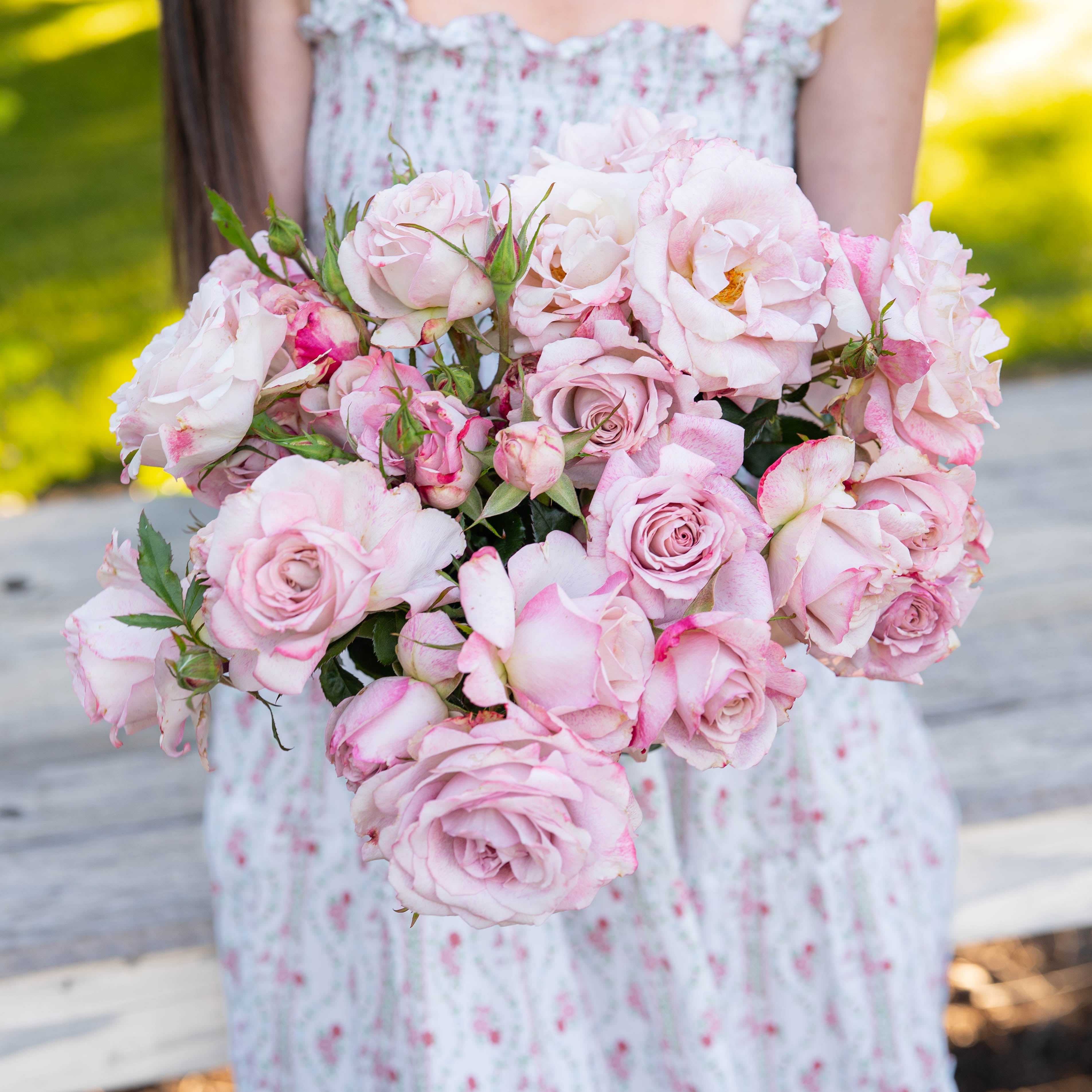 Pinkerbelle Rose | Striped Pink Hybrid Tea | Grace Rose Farm
