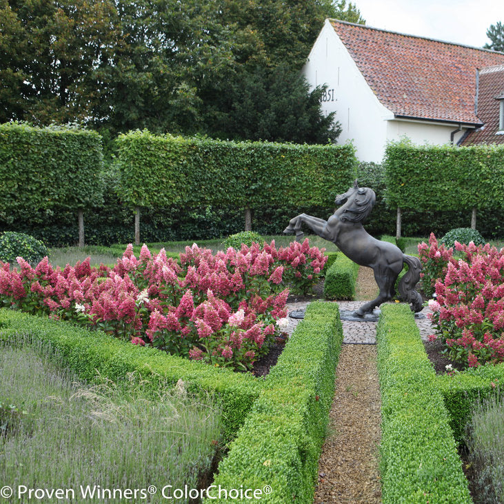 Proven Winners® Pinky Winky® Panicle Hydrangea Bare Root Hydrangea Bush