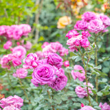 Sunbelt® Plum Perfect™ Bare Root Rose Bush
