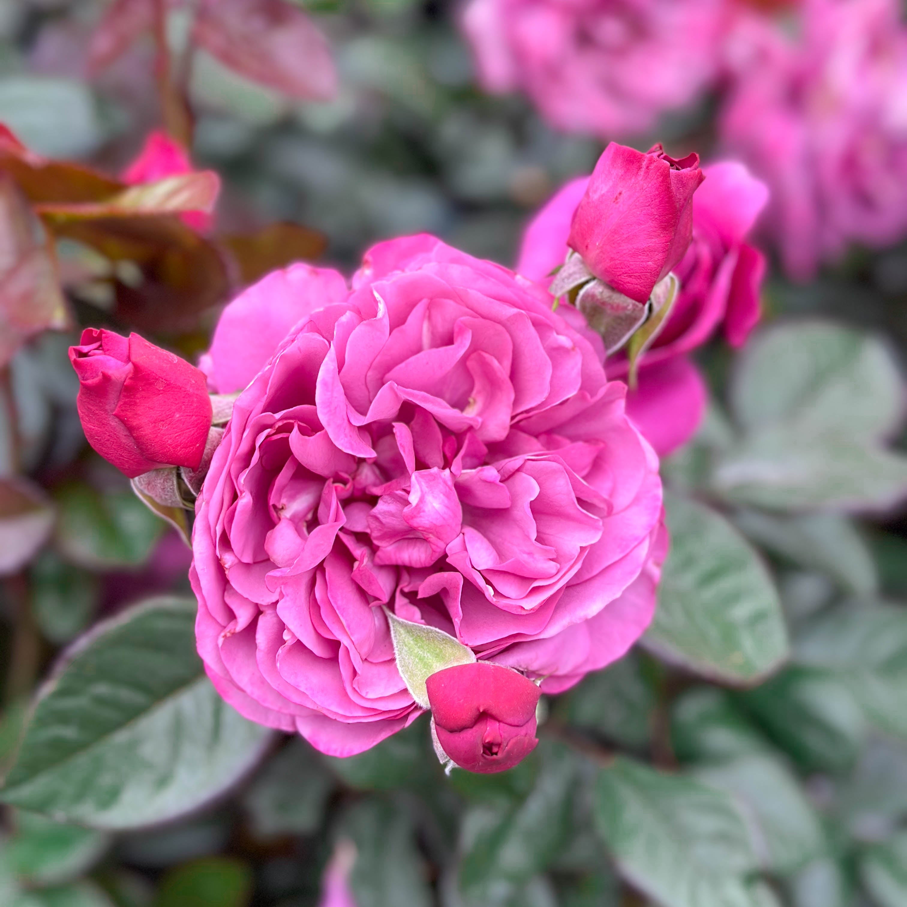 Sunbelt® Plum Perfect™ Bare Root Tree Rose