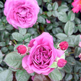 Sunbelt® Plum Perfect™ Bare Root Rose Bush
