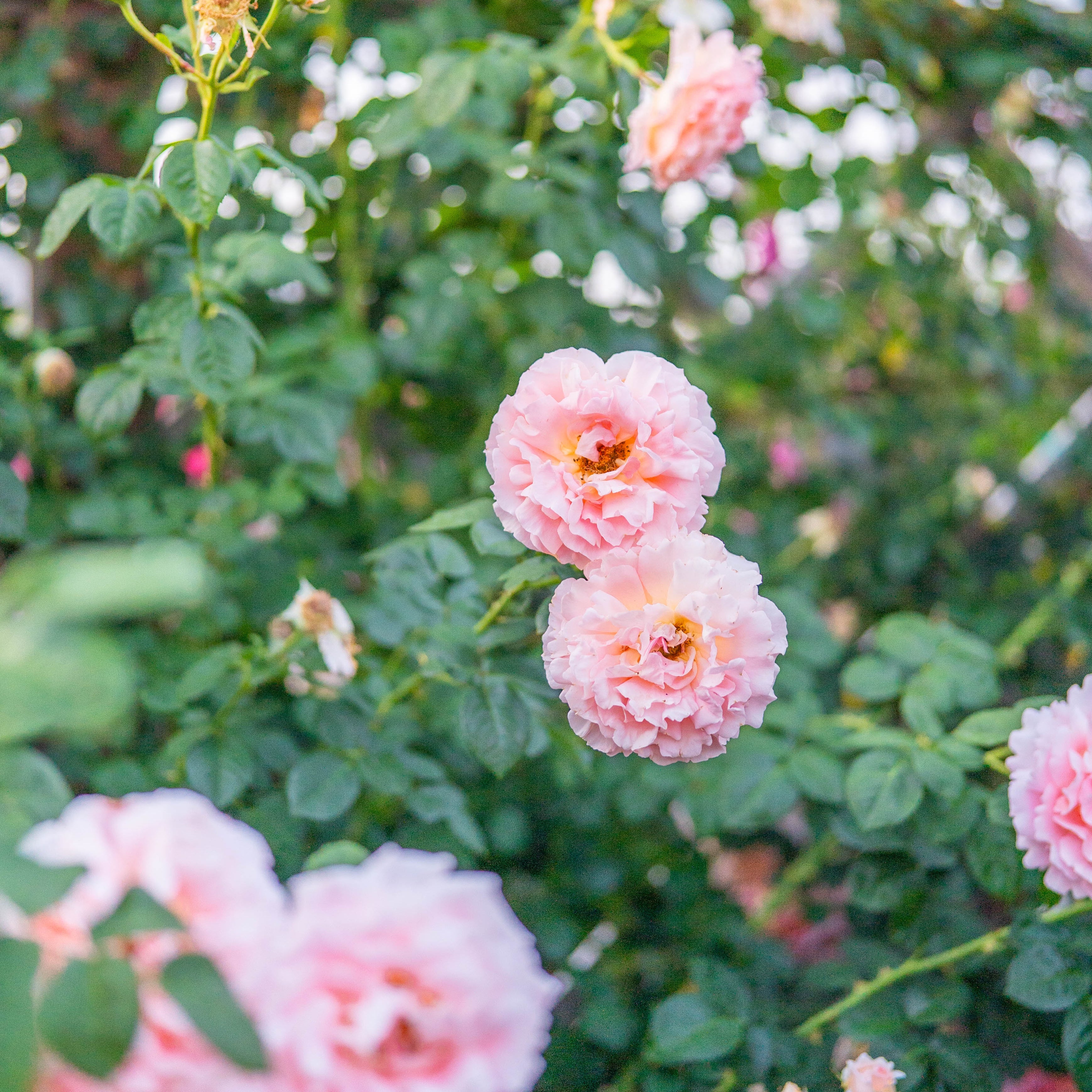 Polka™ Bare Root Climbing Rose
