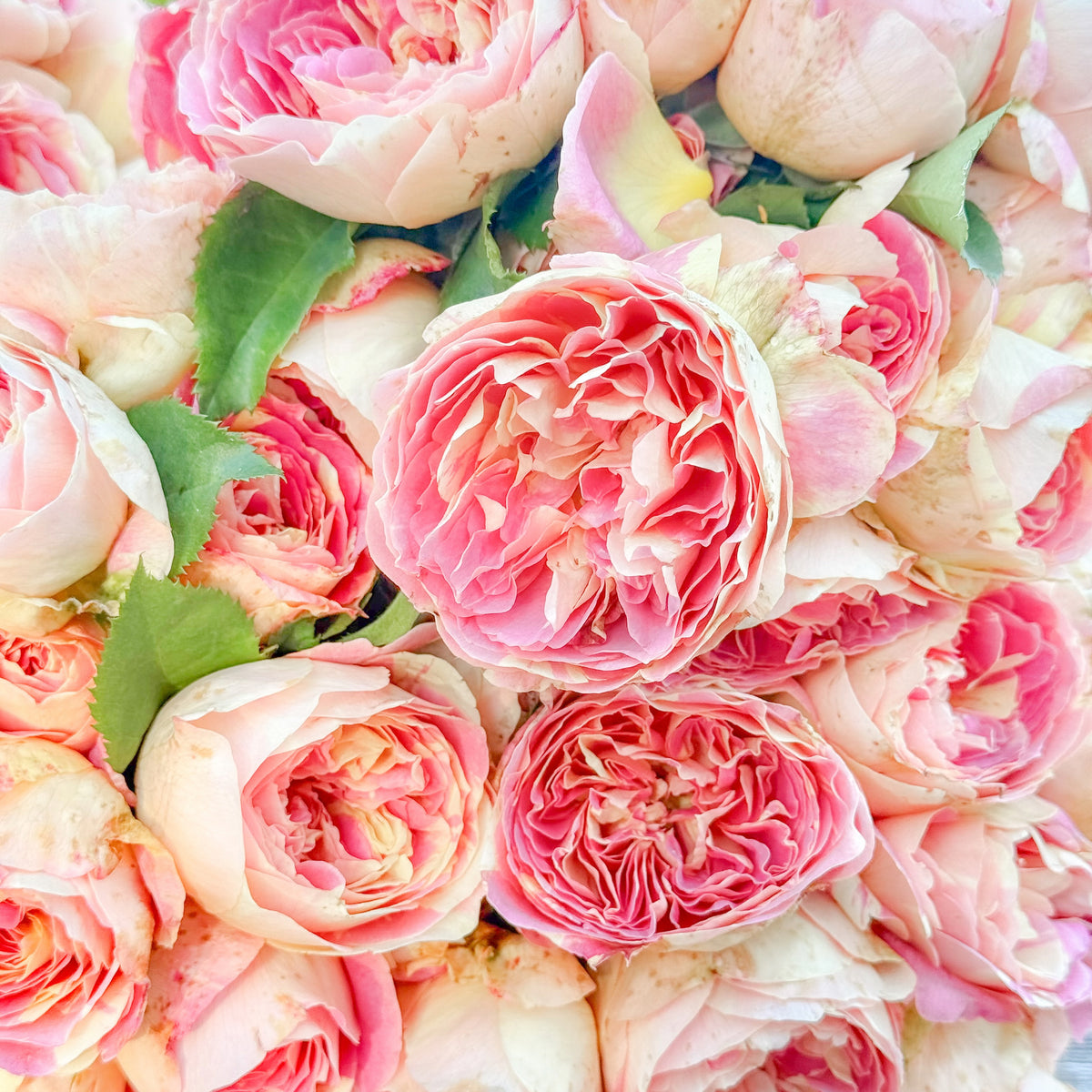 Pop Art™ Bare Root Rose Bush
