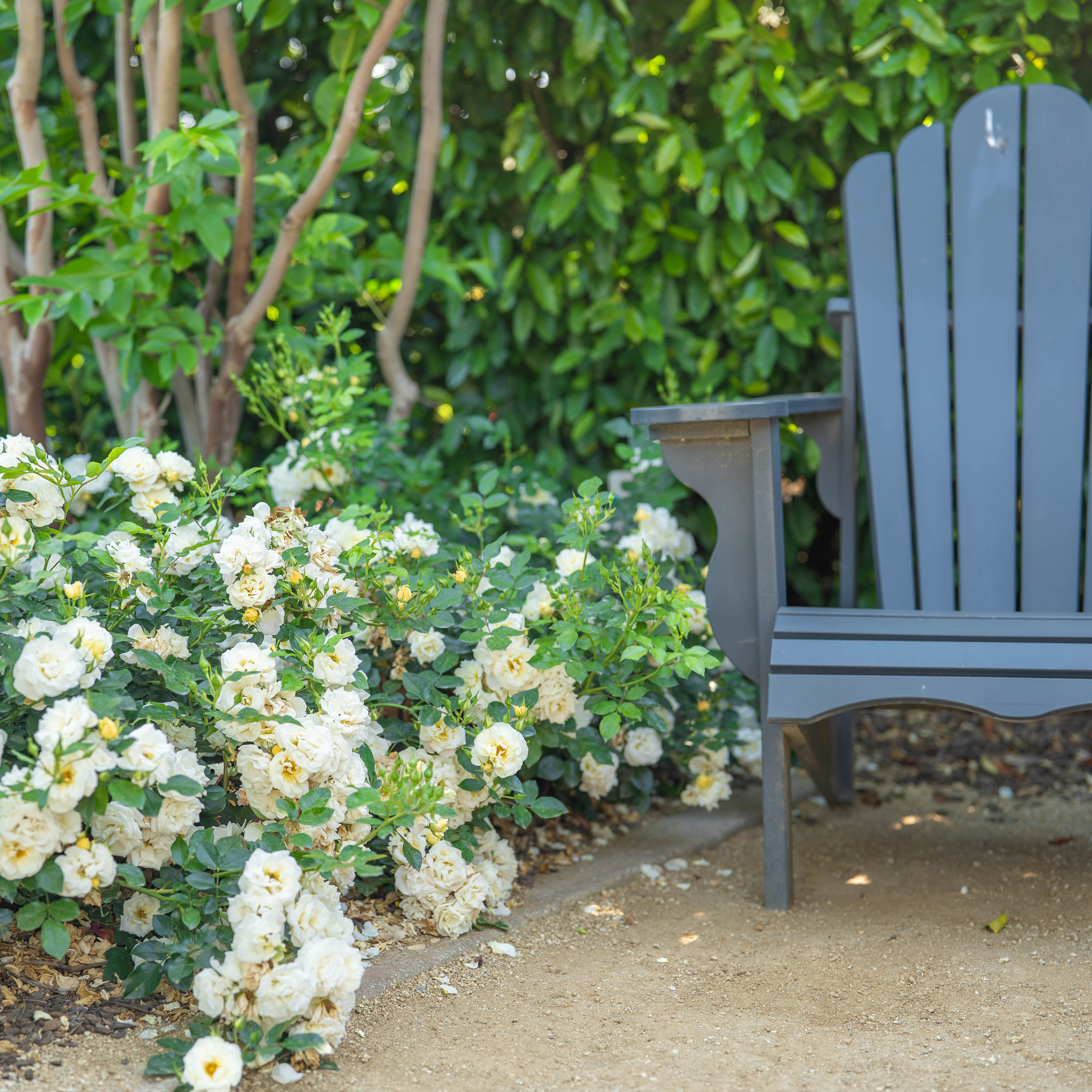 Popcorn Drift® Bare Root Rose Bush