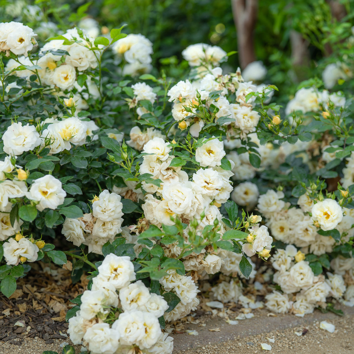 Popcorn Drift® Bare Root Rose Bush