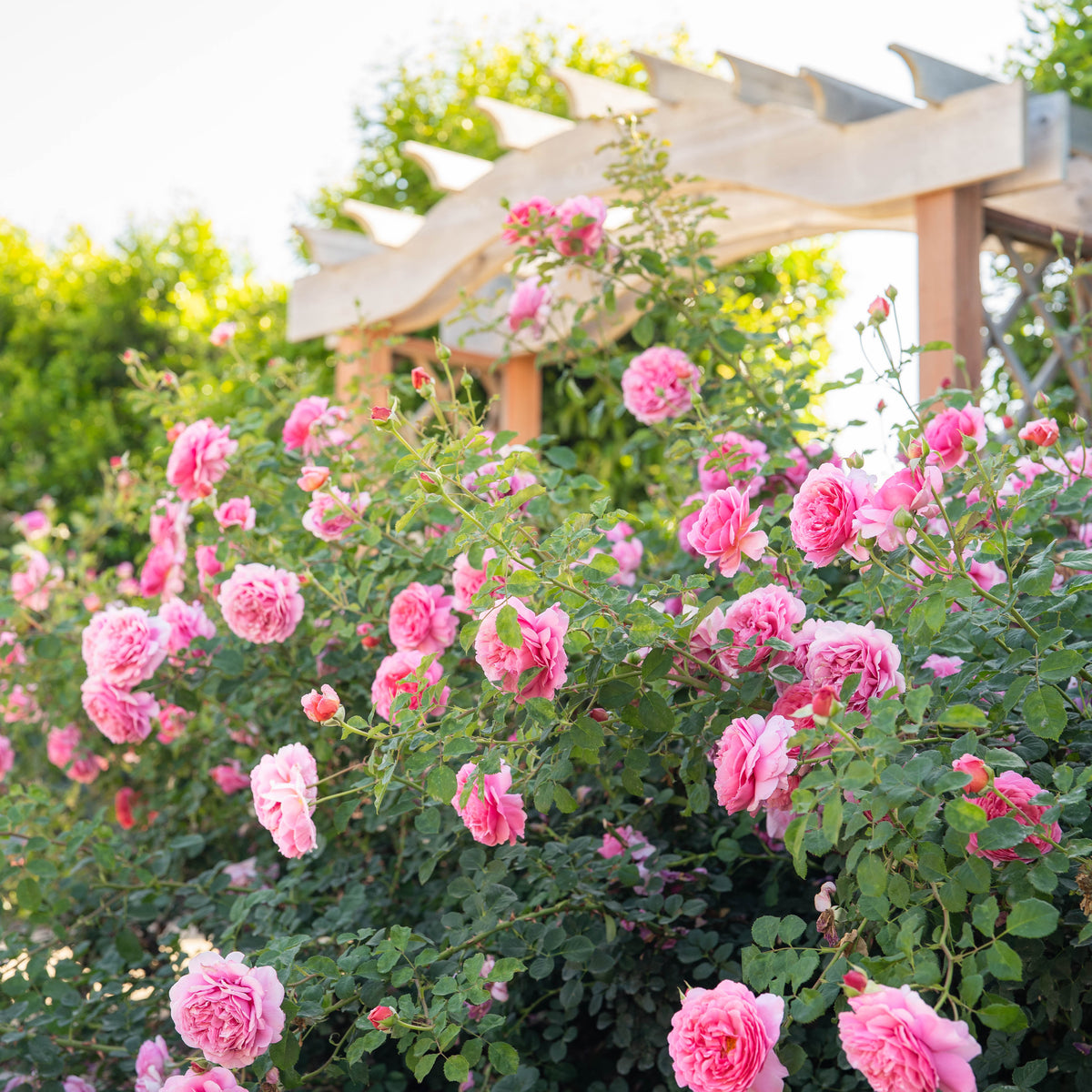Princess Alexandra Of Kent™ Bare Root Rose Bush