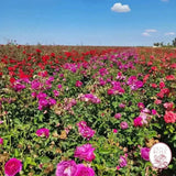 Purple Aura Bare Root Rose Bush