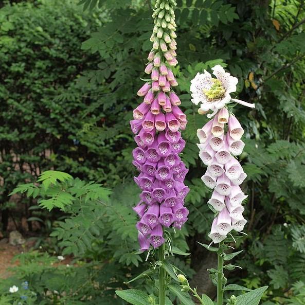 Foxglove Dalmatian Purple Potted Foxglove Plant