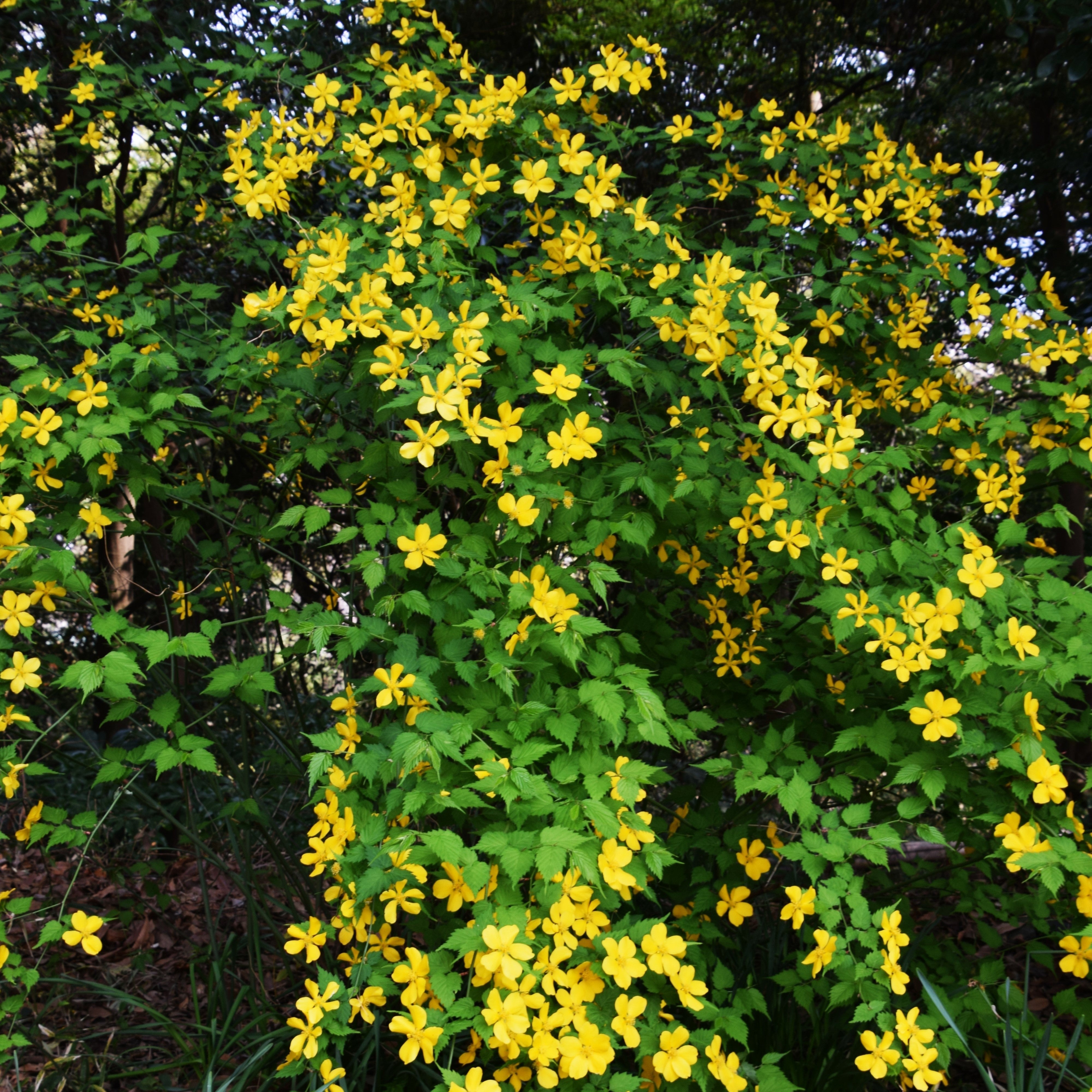 Kerria japonica 'Golden Guinea' Potted Kerria Plant