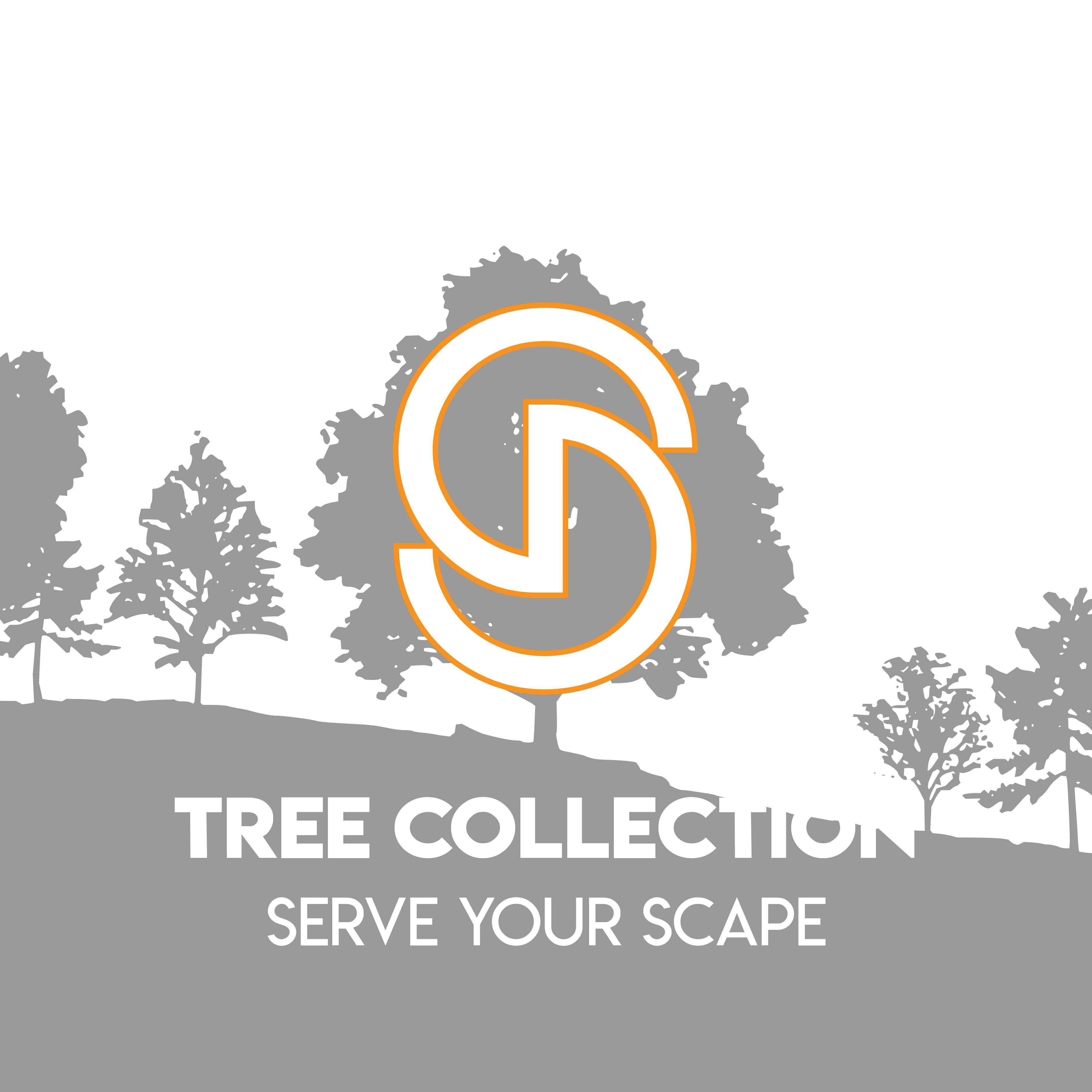 Magnolia 'Leonard Messel' Potted Magnolia Plant