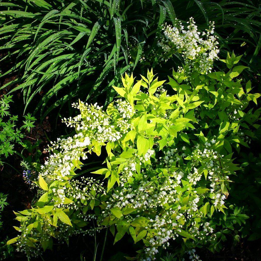 Proven Winners® Deutzia Chardonnay Pearls® Potted Deutzia Bush