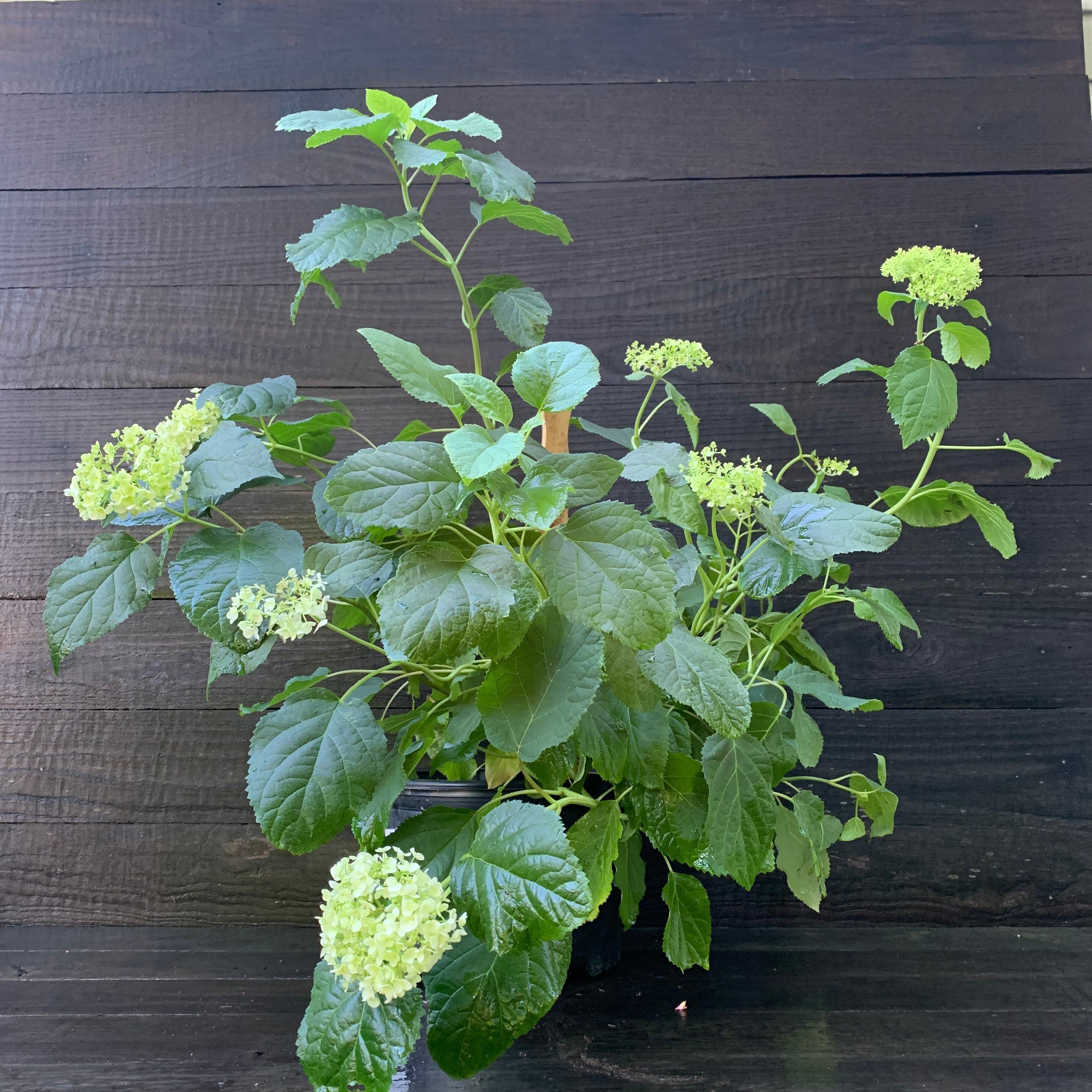 Hydrangea Annabelle Potted Smooth Hydrangea Bush