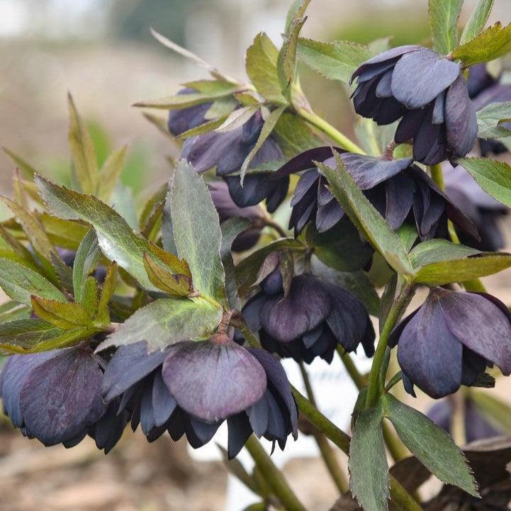 Helleborus 'Dark and Handsome' Potted Lenten Rose Plant
