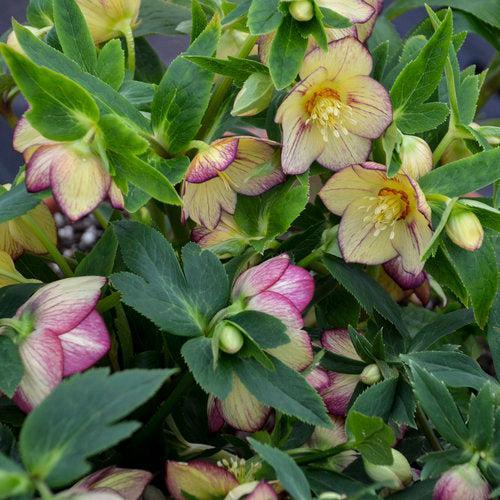 Helleborus 'Tropical Sunset' - Honeymoon® Tropical Sunset Lenten Rose