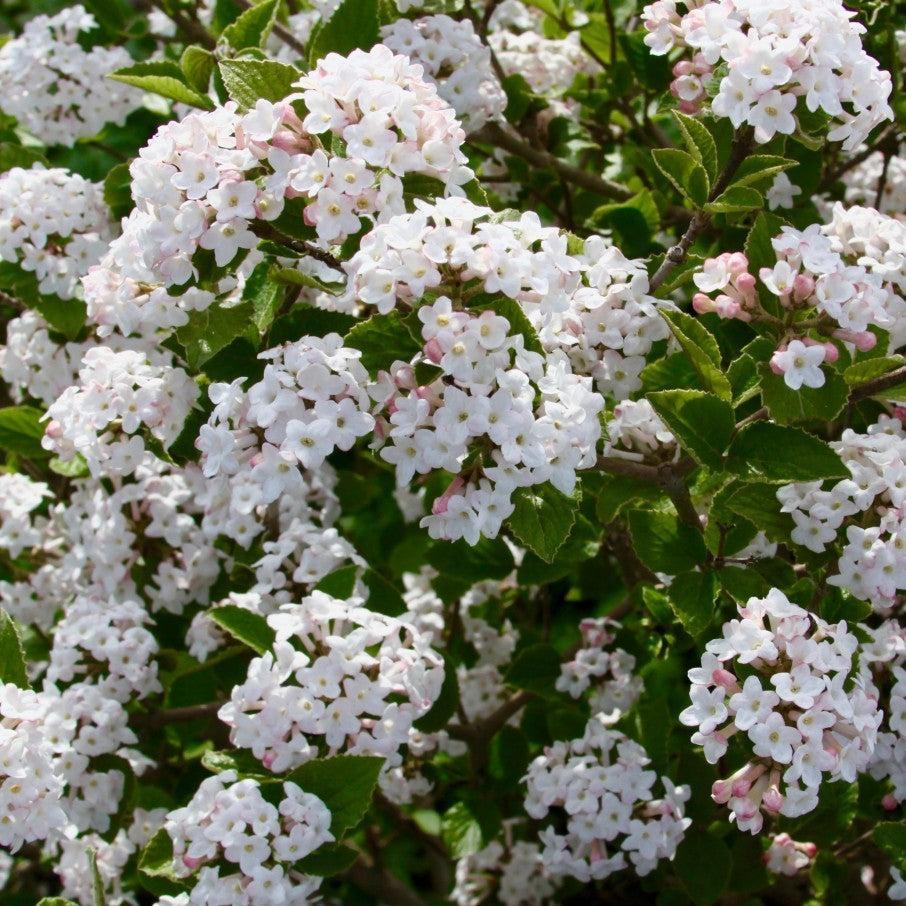 Viburnum carlesii Sugar N' Spice™ Potted Korean Spice Viburnum Bush