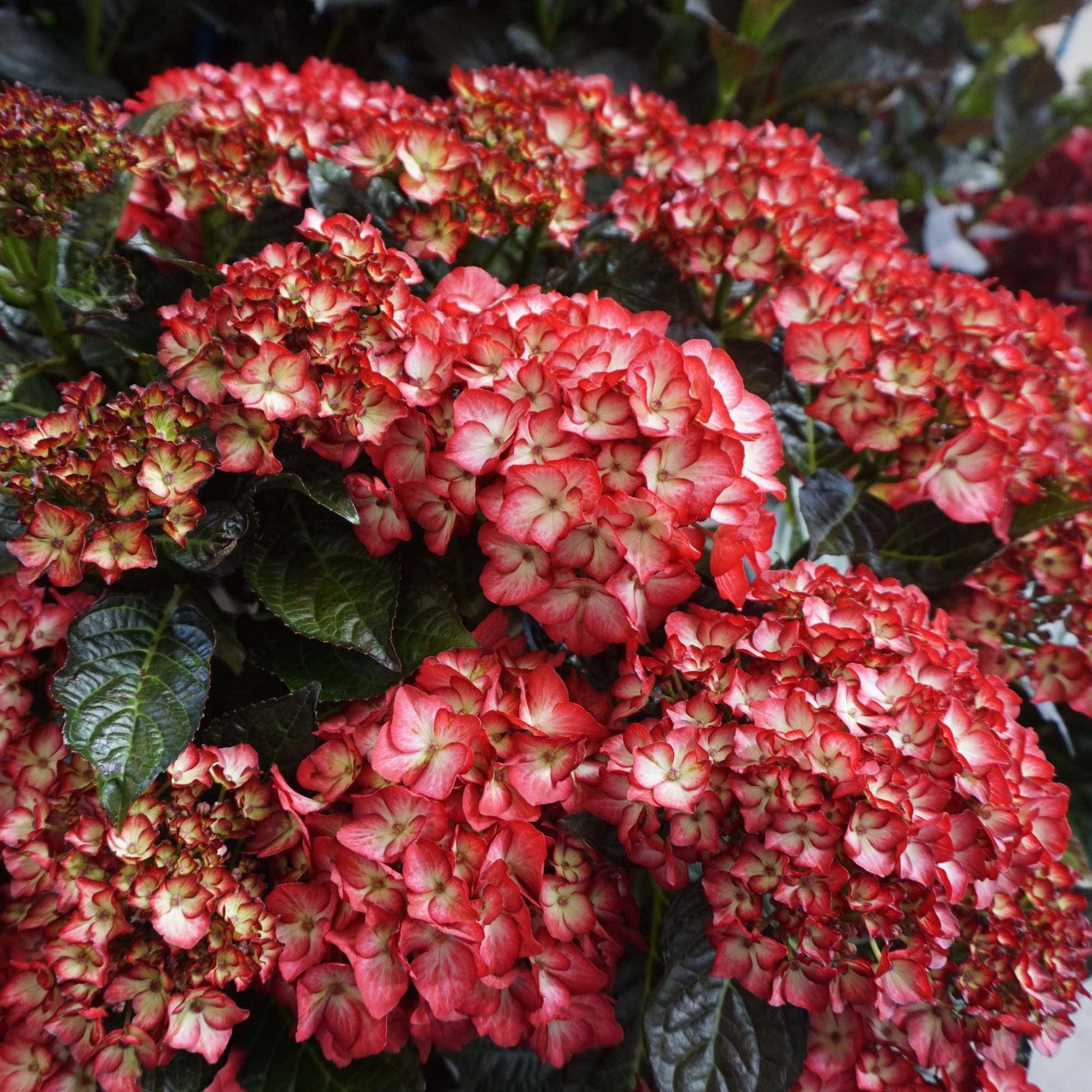 Hydrangea Bloomin' Easy® Kimono Potted Bigleaf Hydrangea Bush