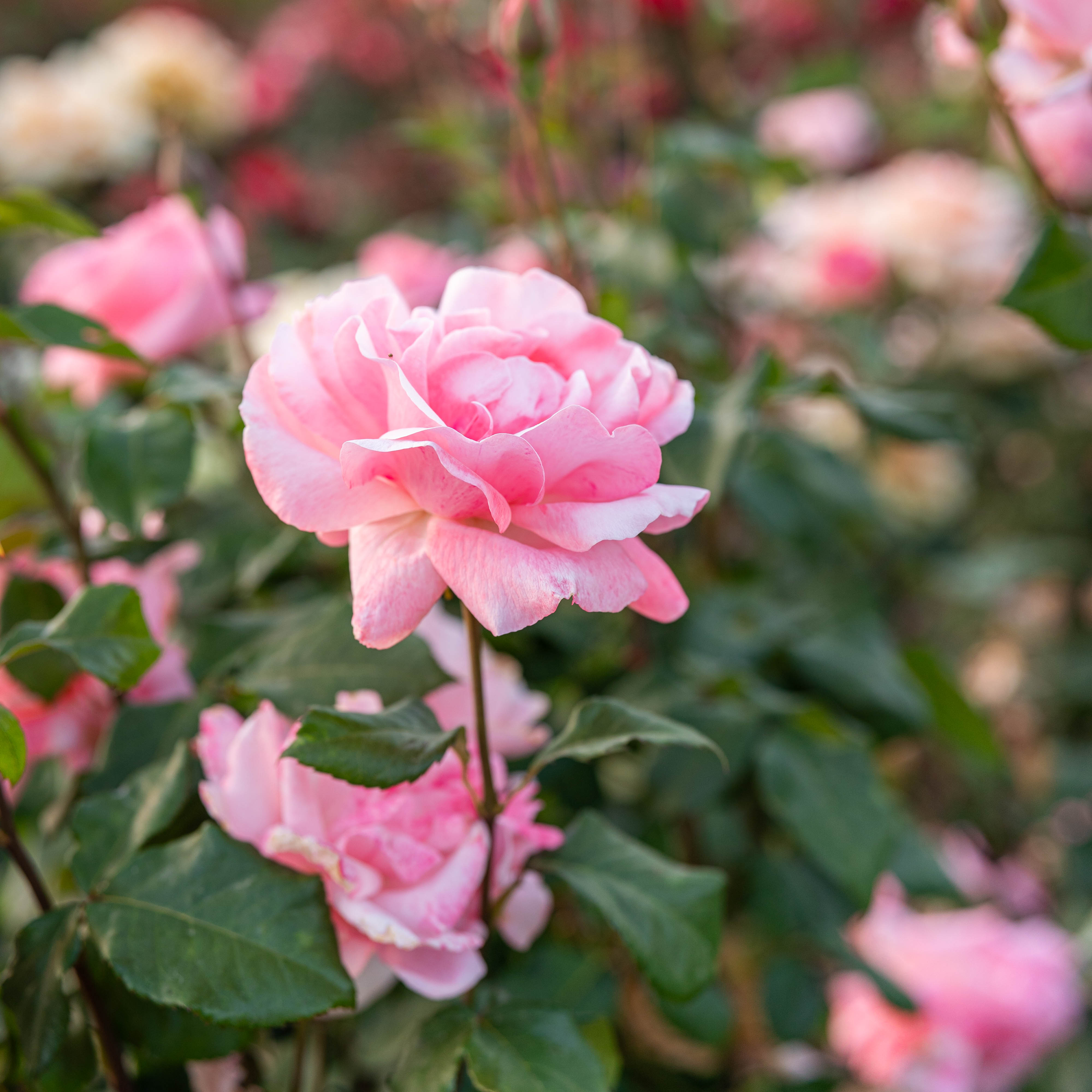 Queen Elizabeth Bare Root Rose Bush