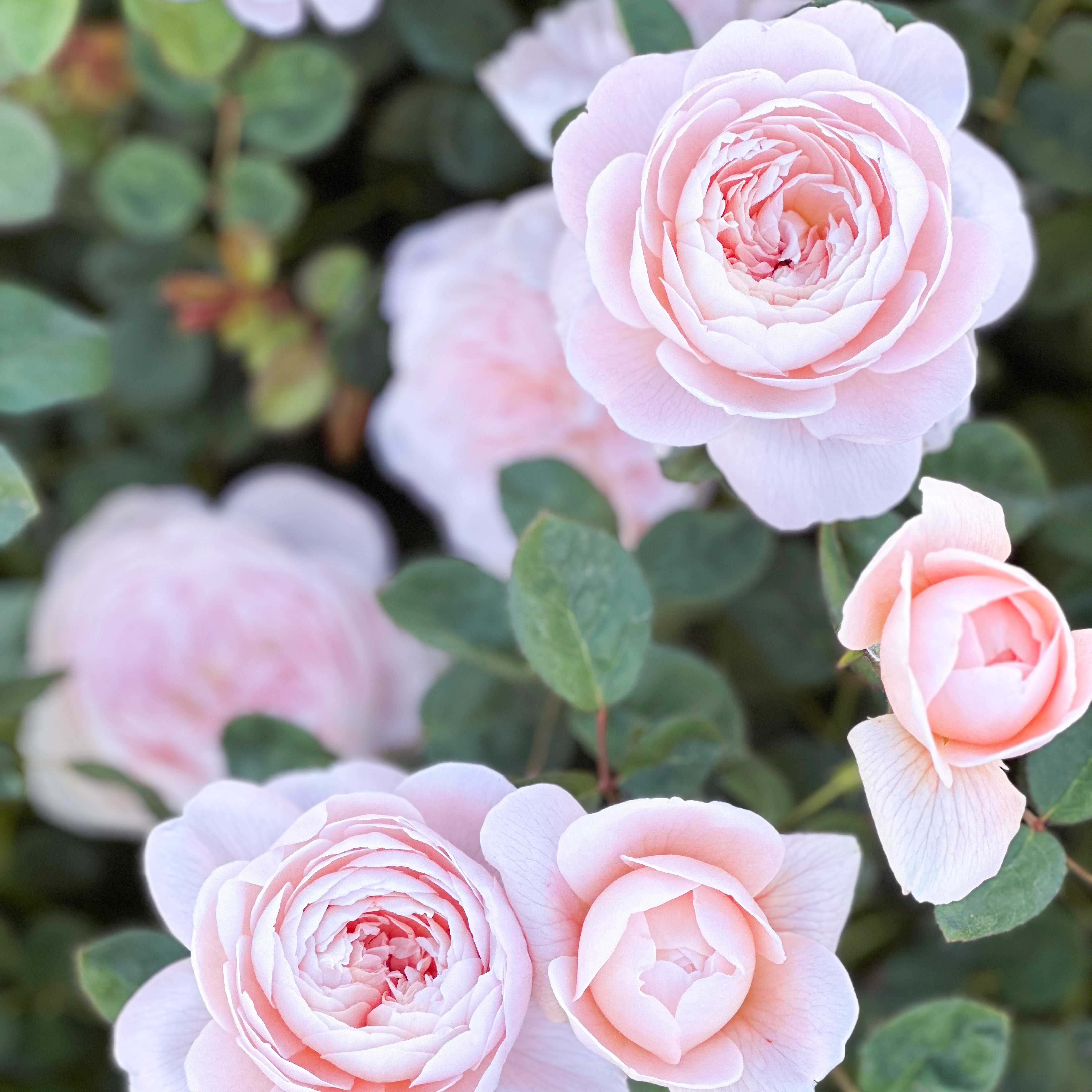 David Austin® Queen of Sweden® Potted Rose Bush