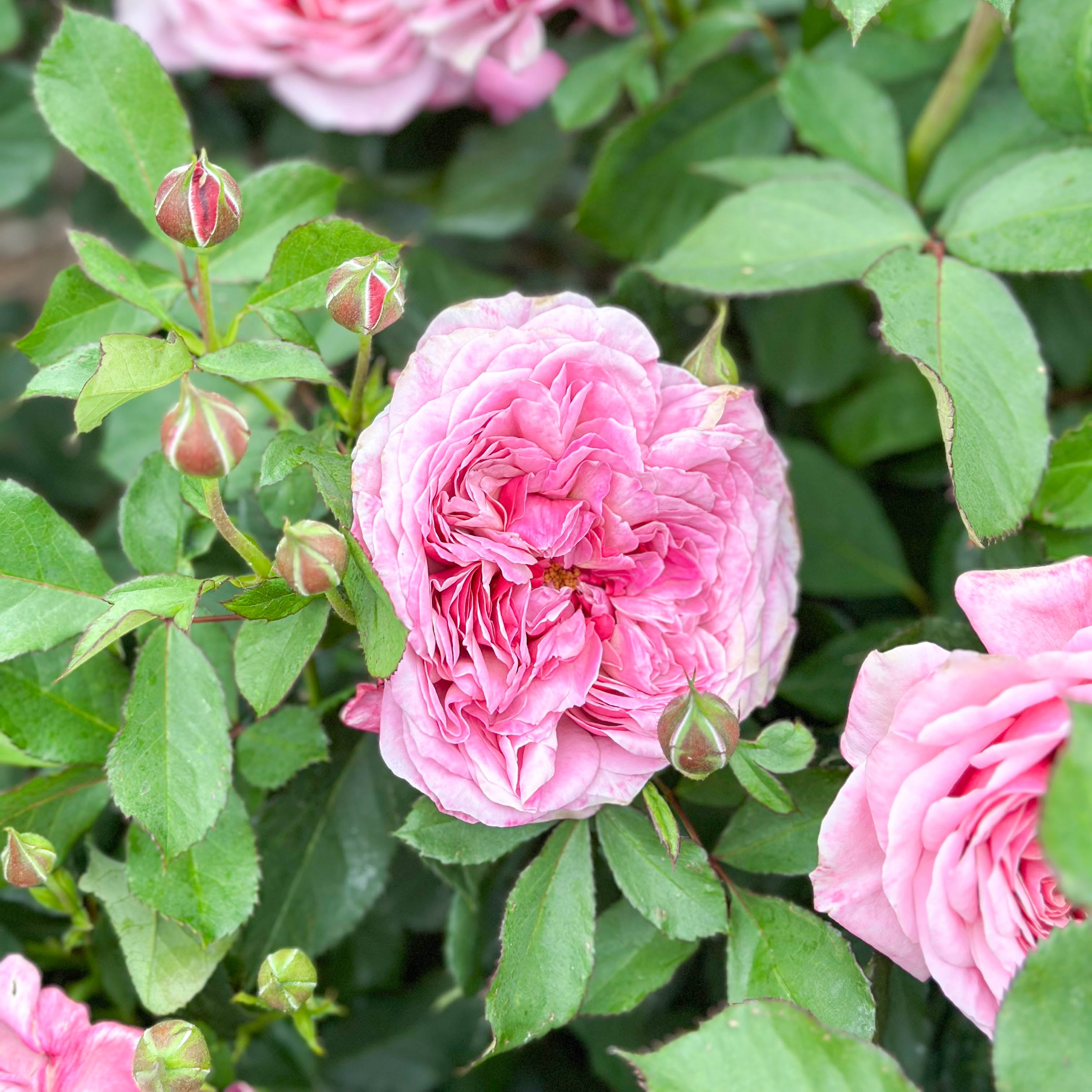 Queen of Elegance™ Bare Root Rose Bush